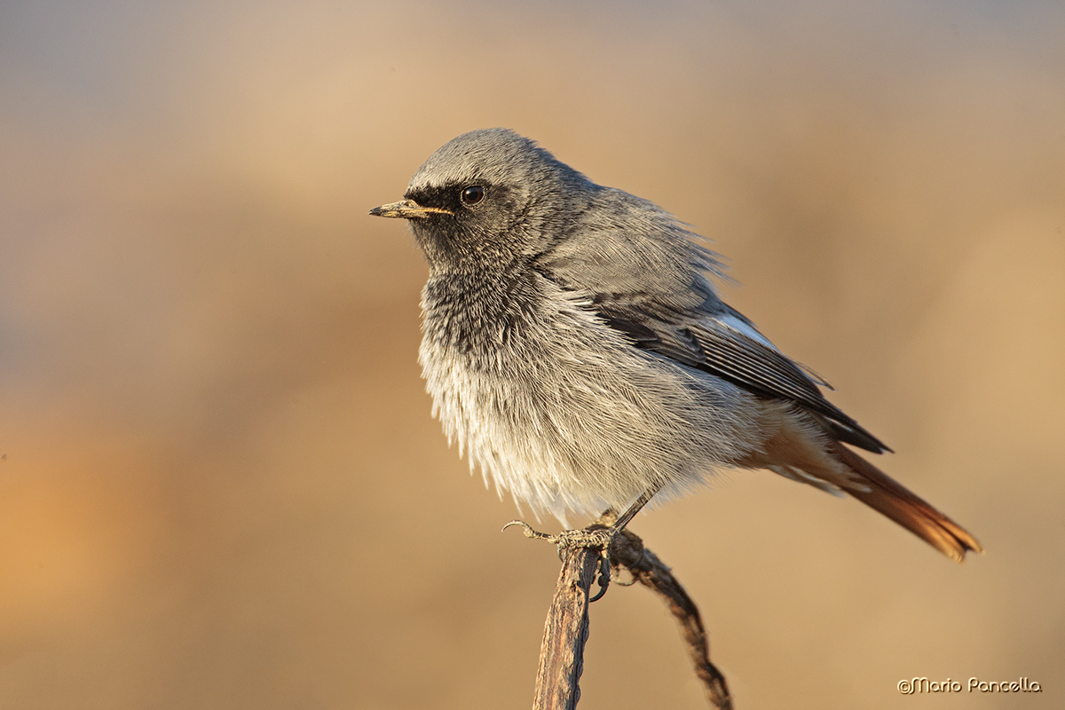 Codirosso spazzacamino
