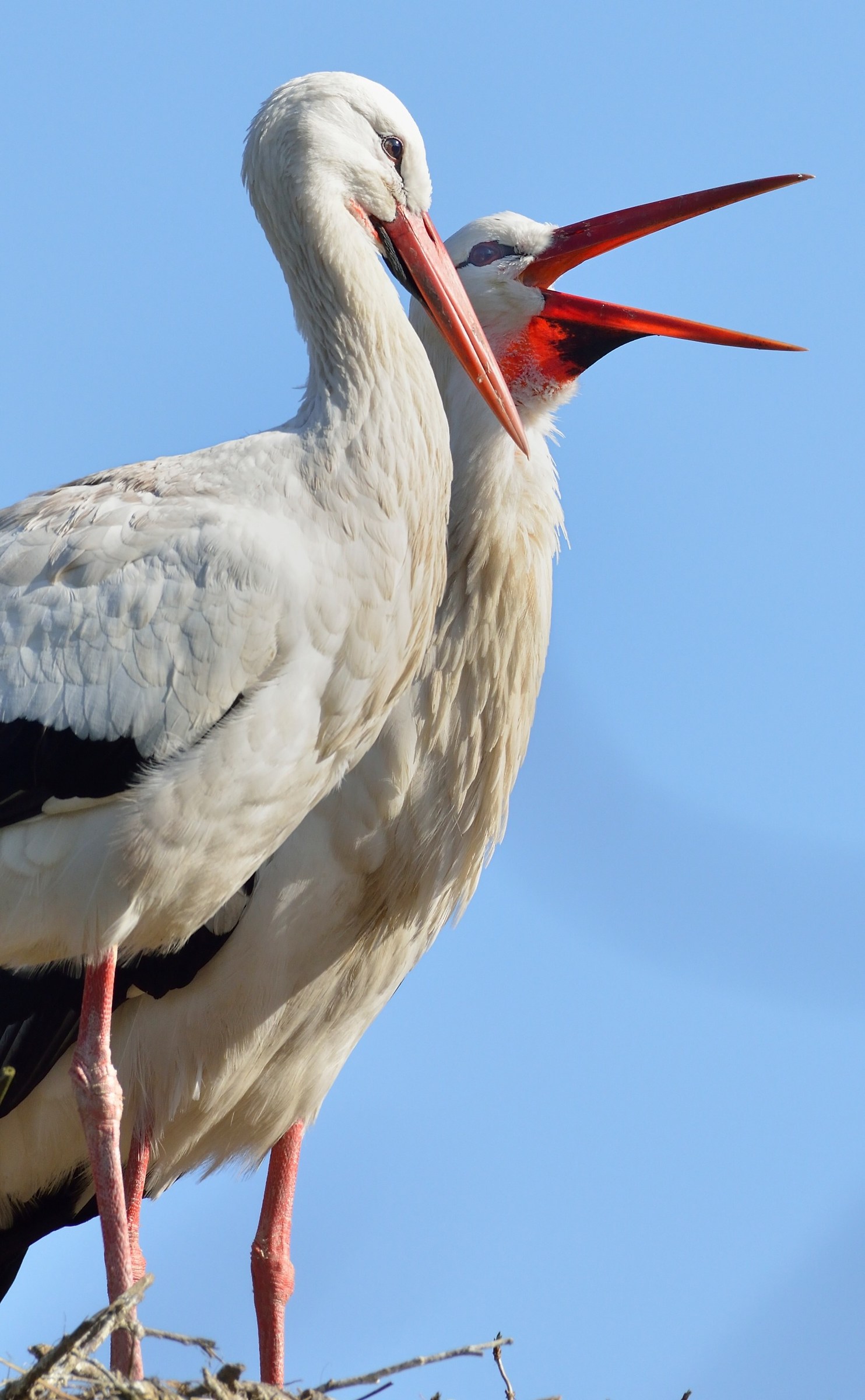 Prelude to 'love ...