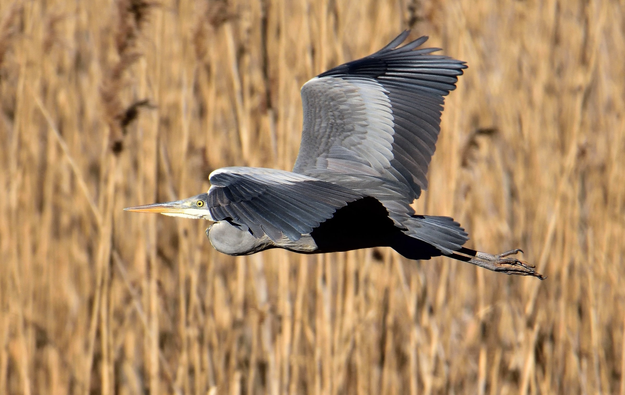 In flight in the reeds