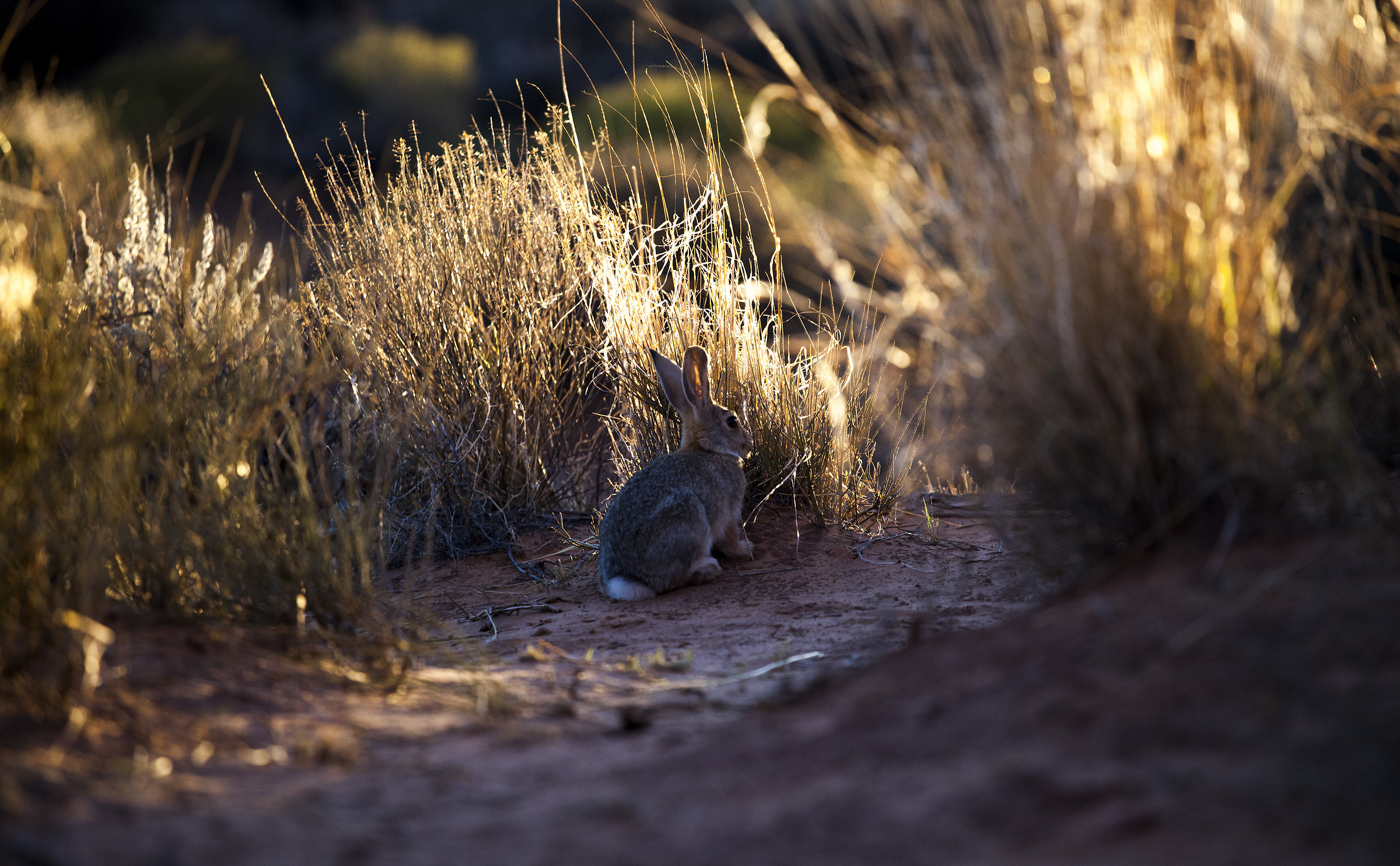 simpatico incontro all'Arches National Park
