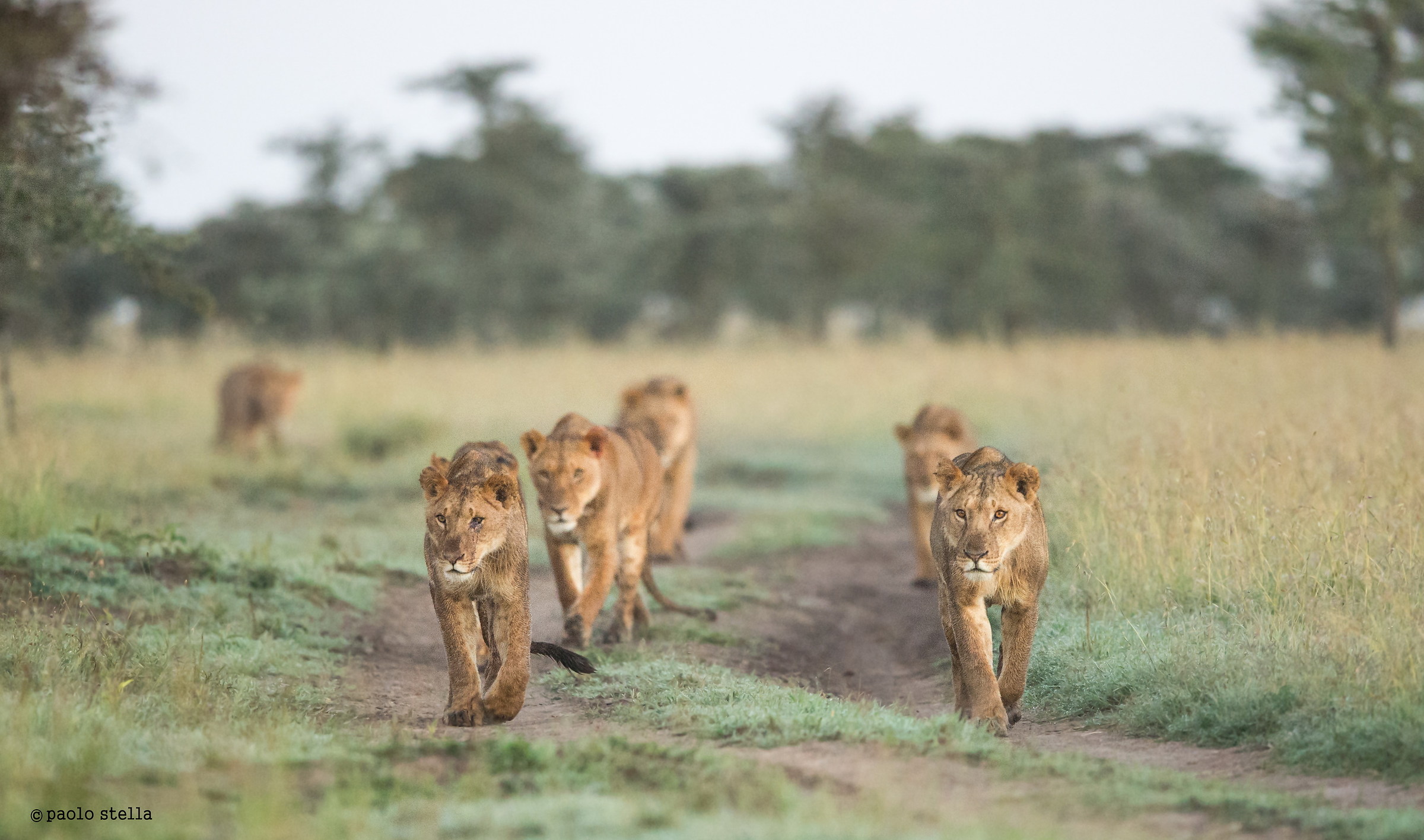 lion's pride hunting at the sunrise
