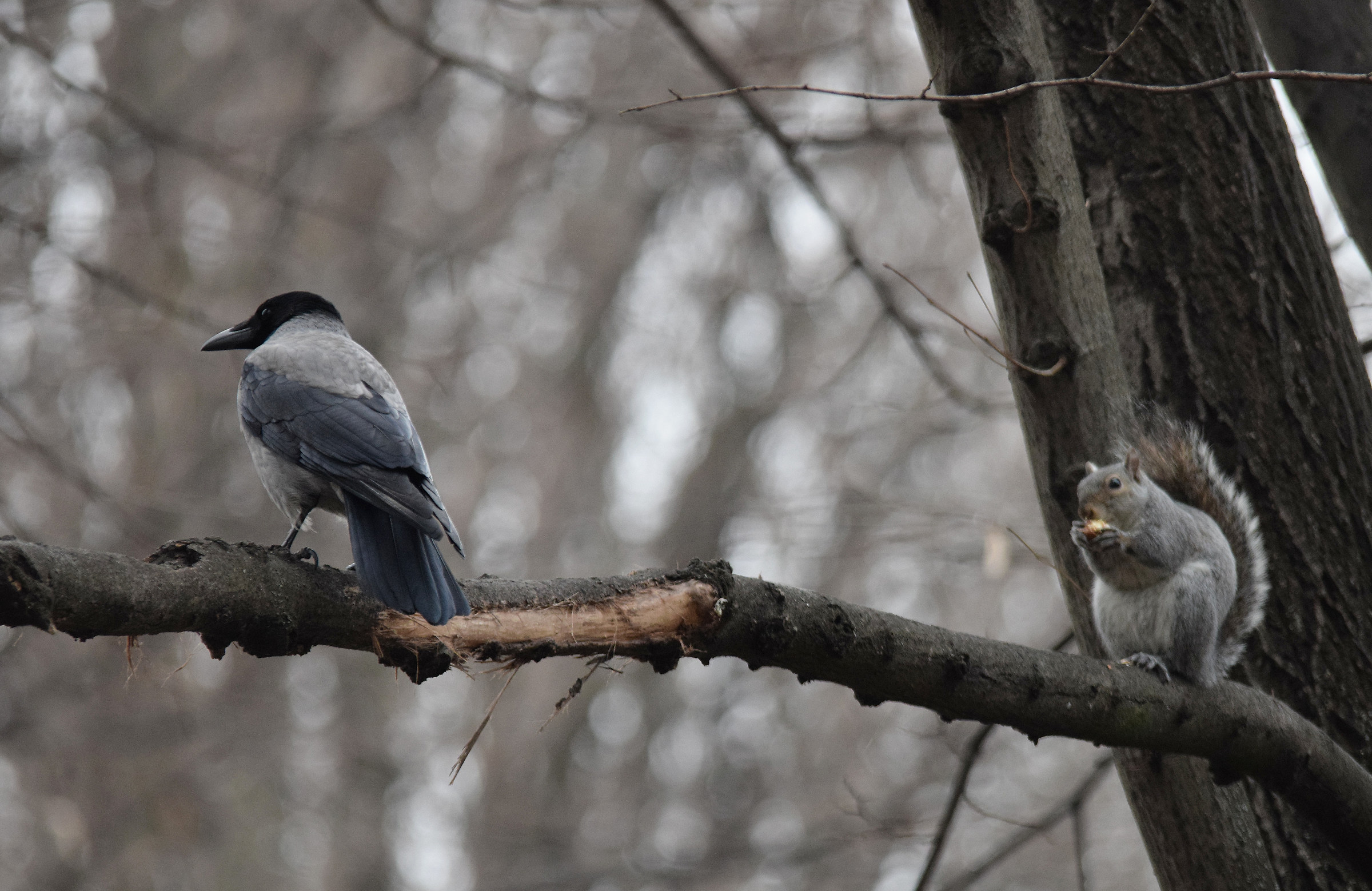 Ti tengo d'occhio eh ?