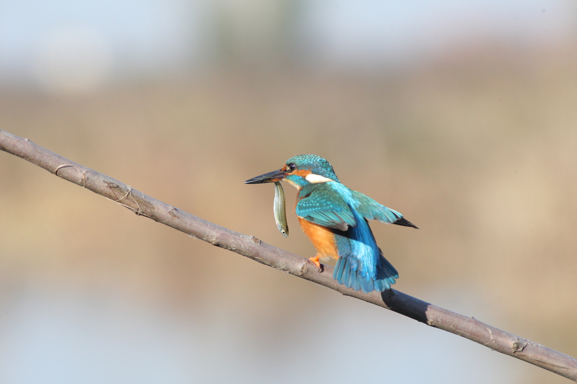 kingfisher