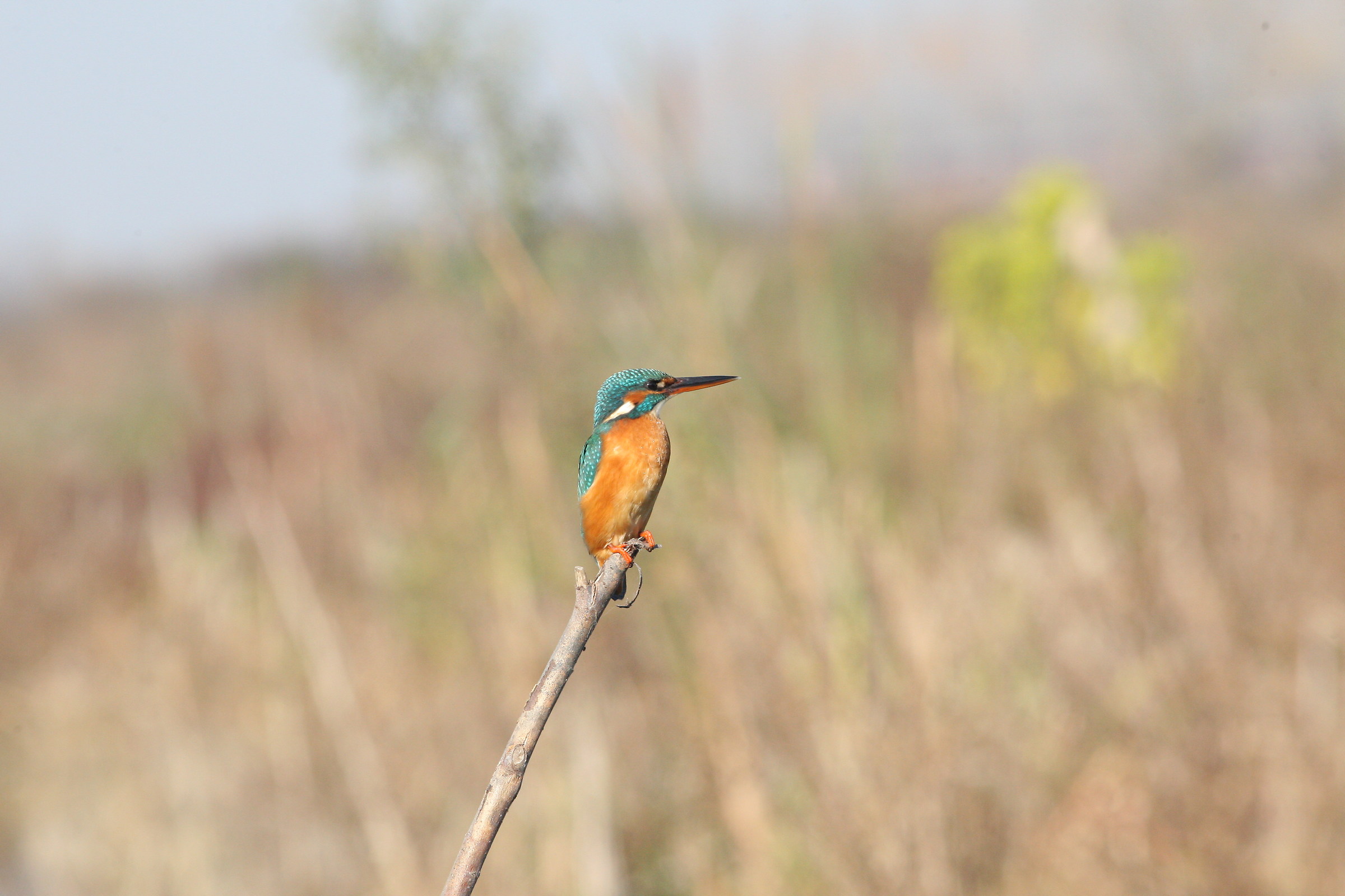 kingfisher