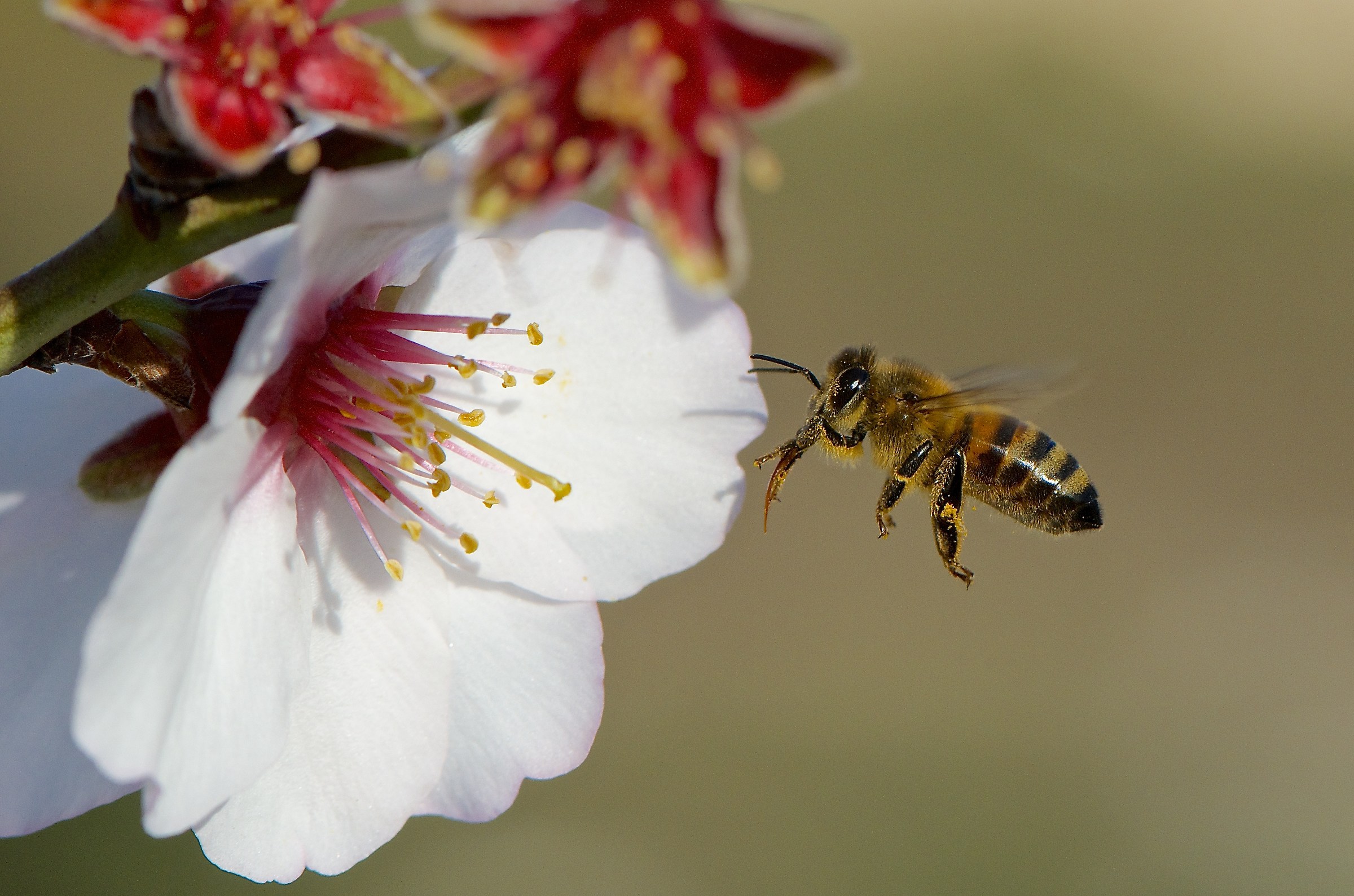 Avvisaglie di primavera