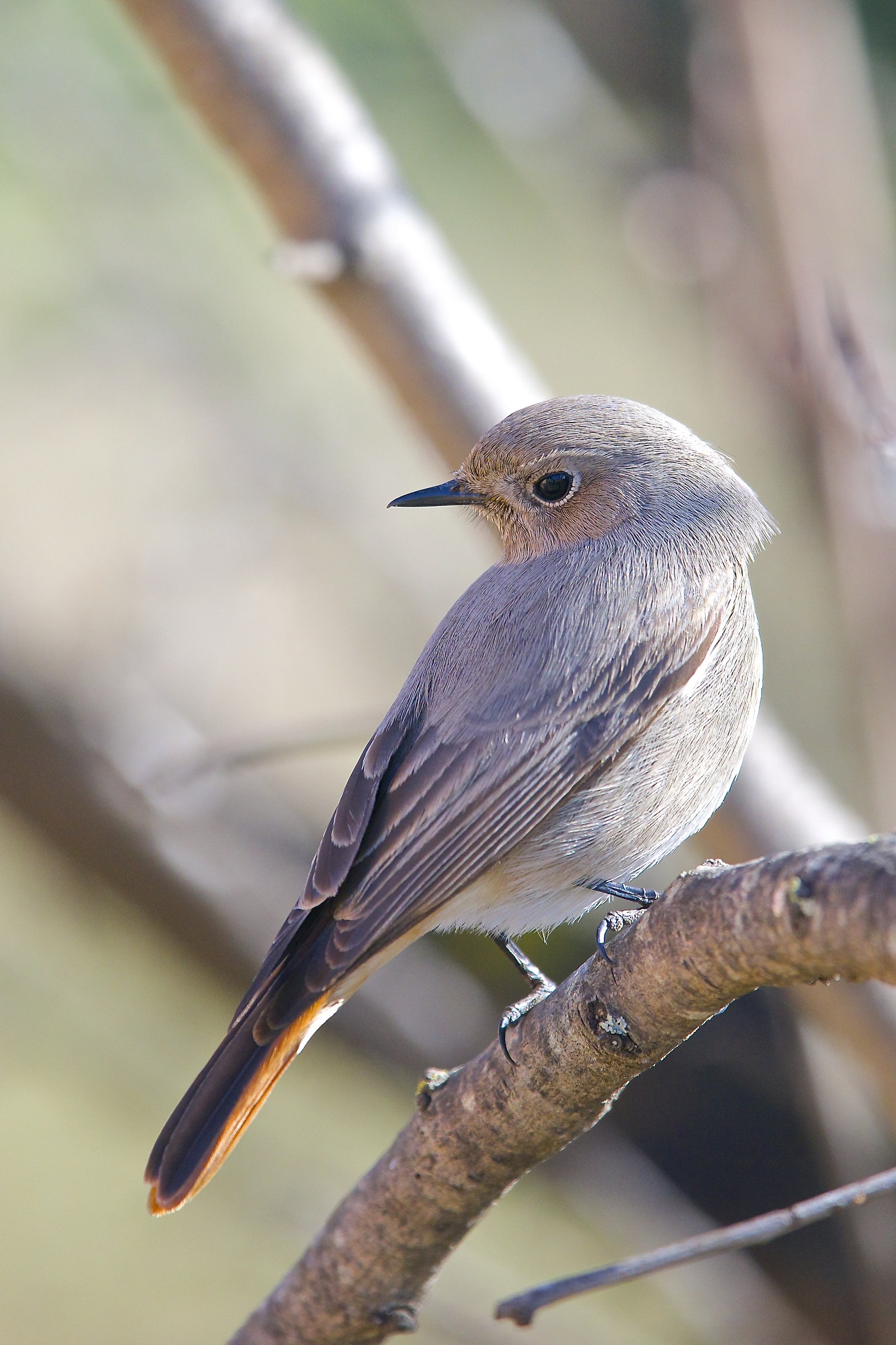 Codirosso spazzacamino