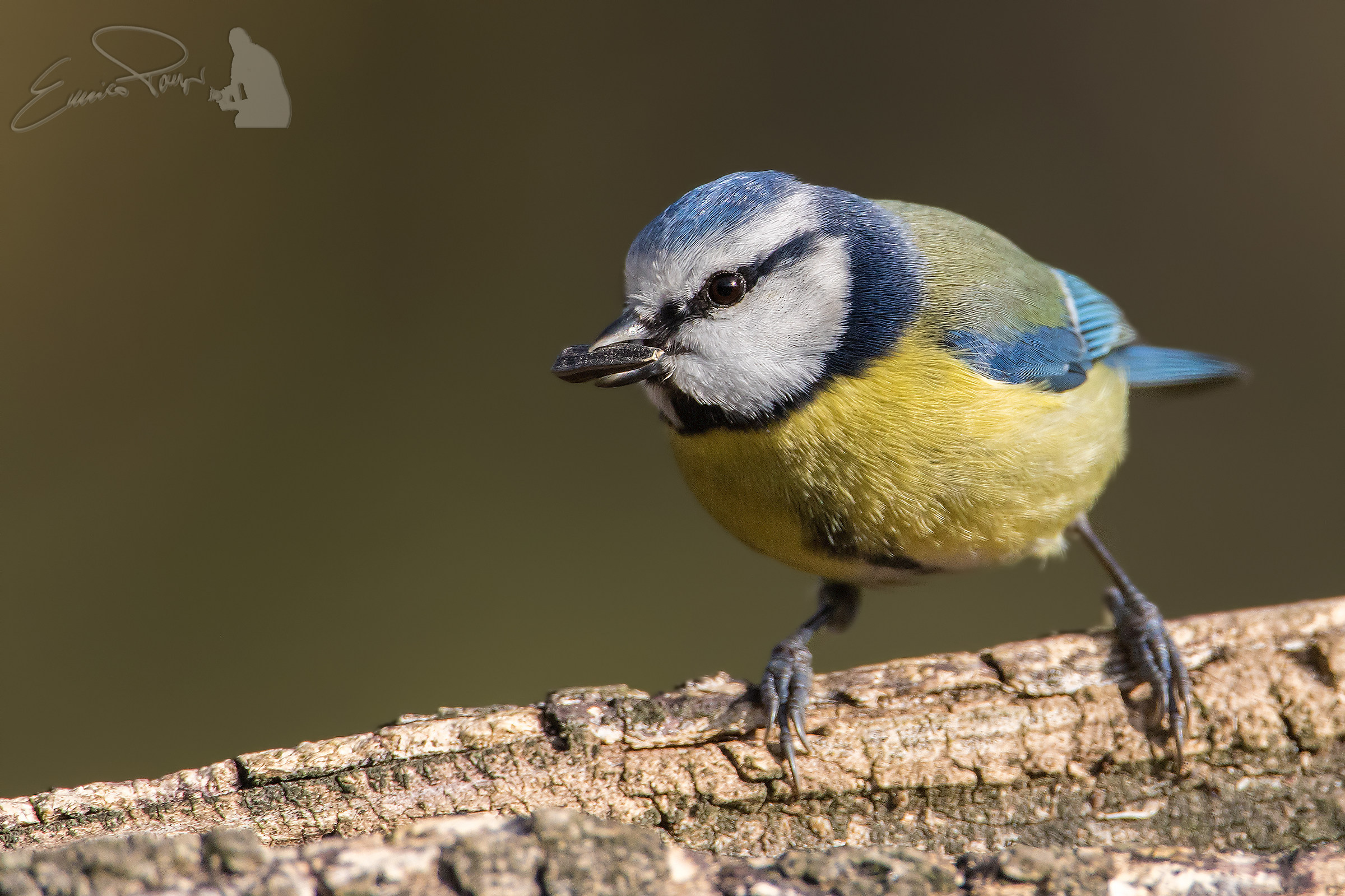 Ritratto Cinciarella
