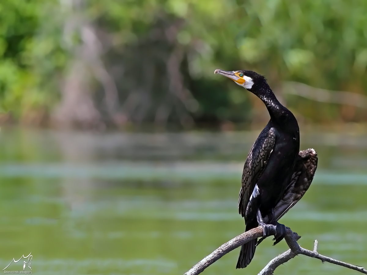Cormorano