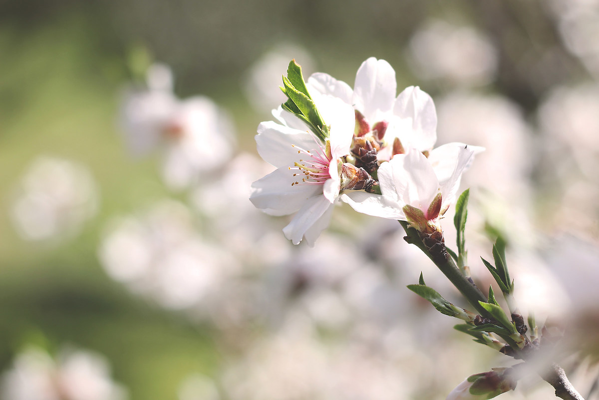 The lightness of life