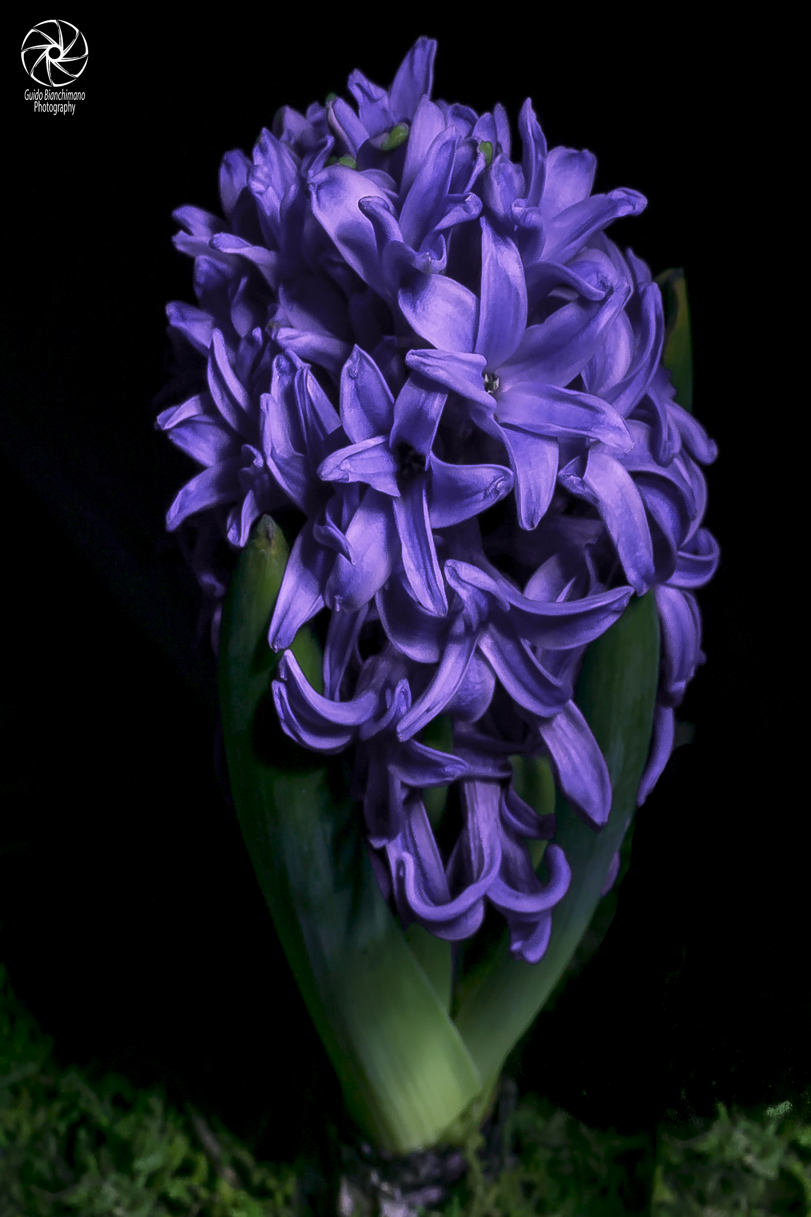 Giacinto 2 "correzione"