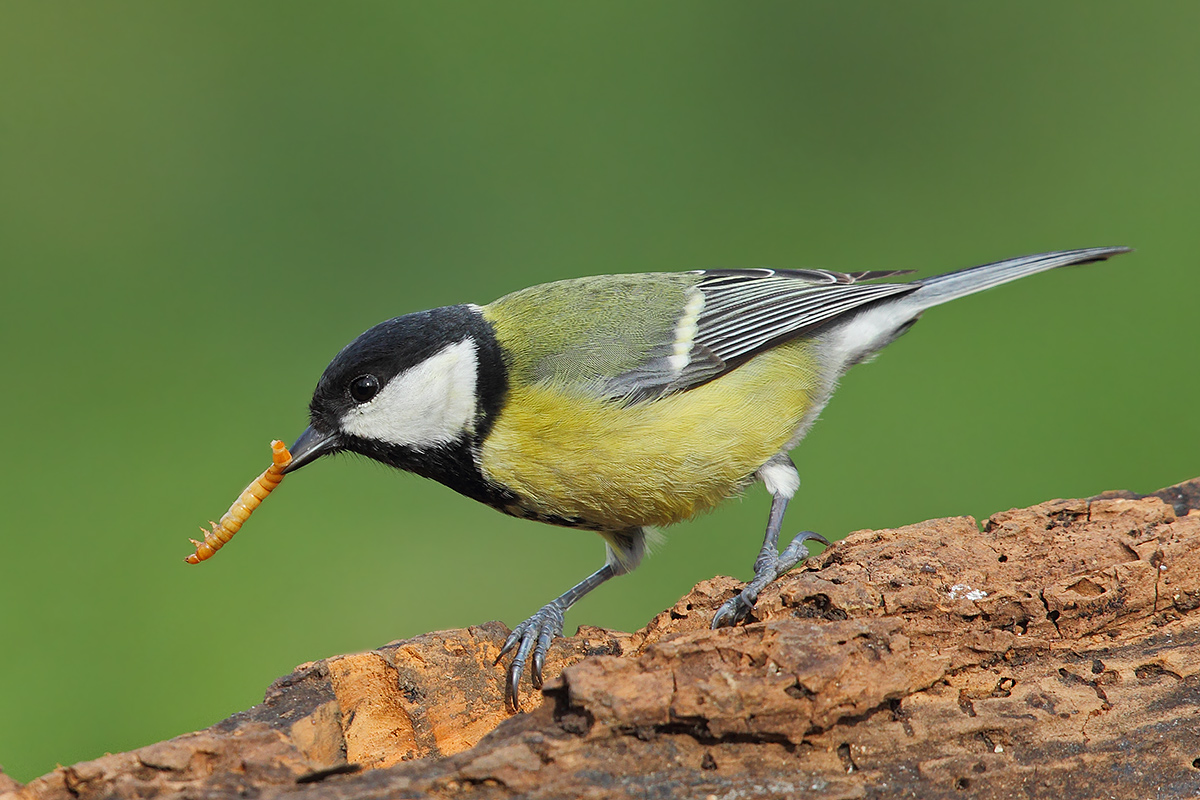 Titmouse with worms