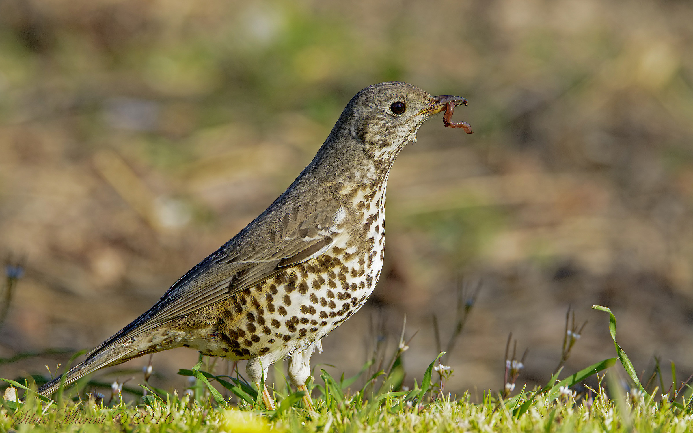 Tordela (Turdus viscivorus) e il Lombrico