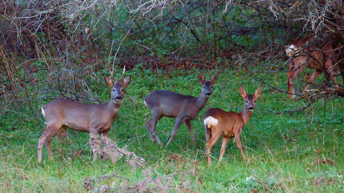 Una famiglia di caprioli
