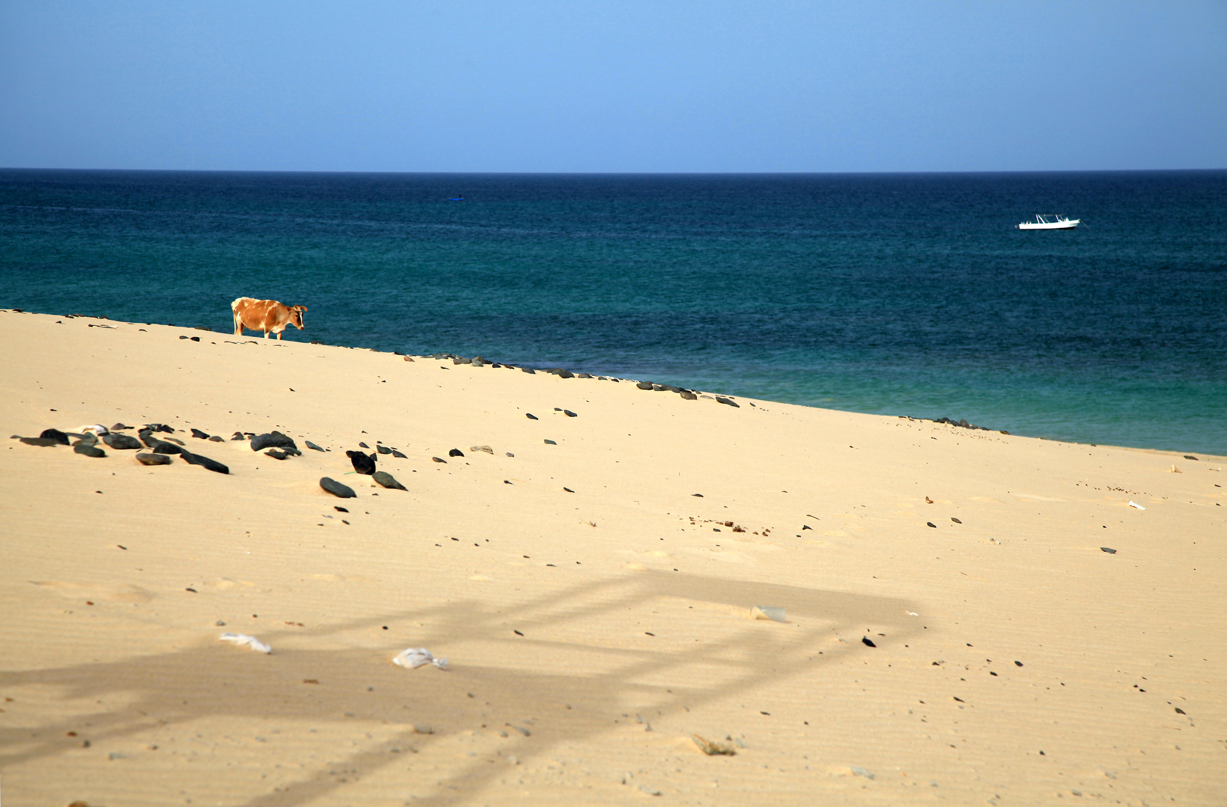 Grazing on the beach ...
