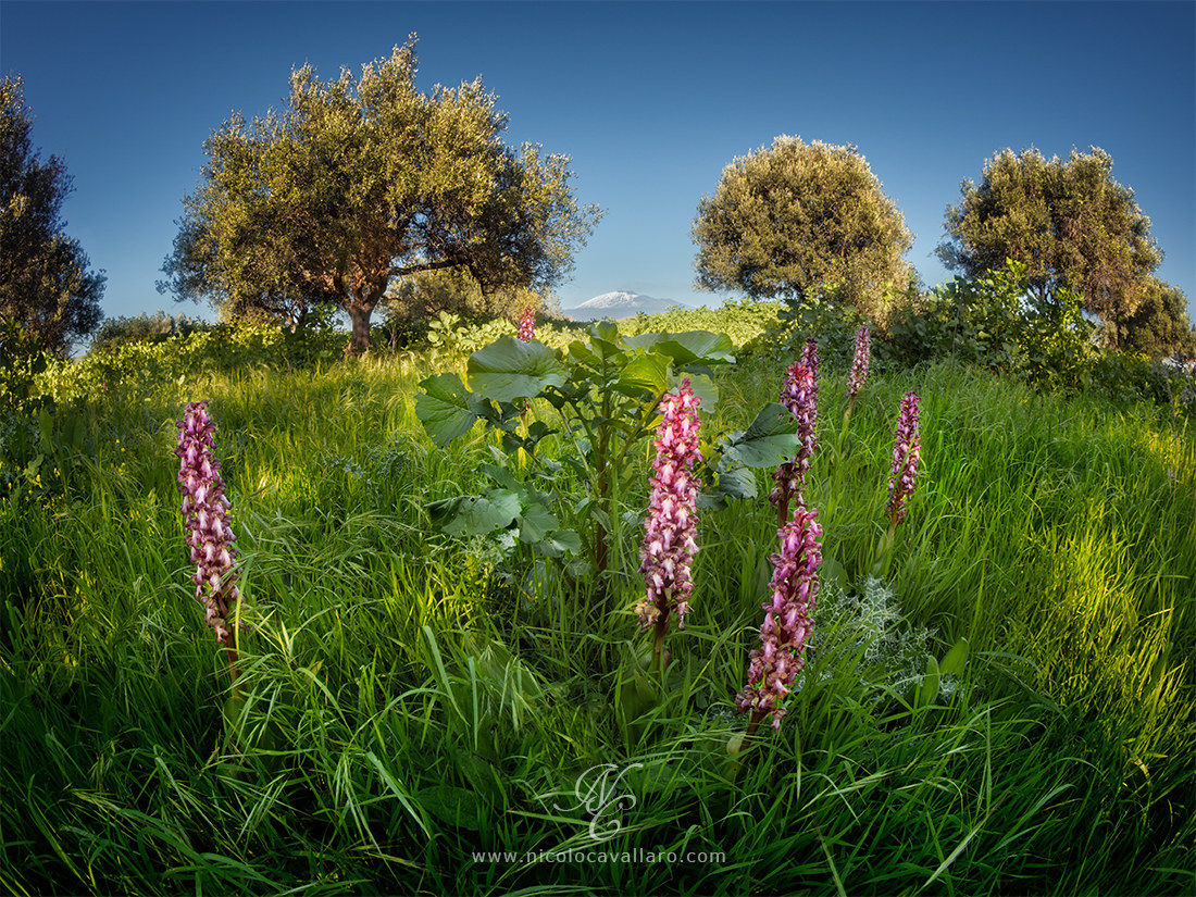 First taste of Spring