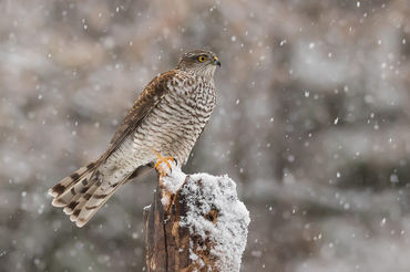Accipiter nisus