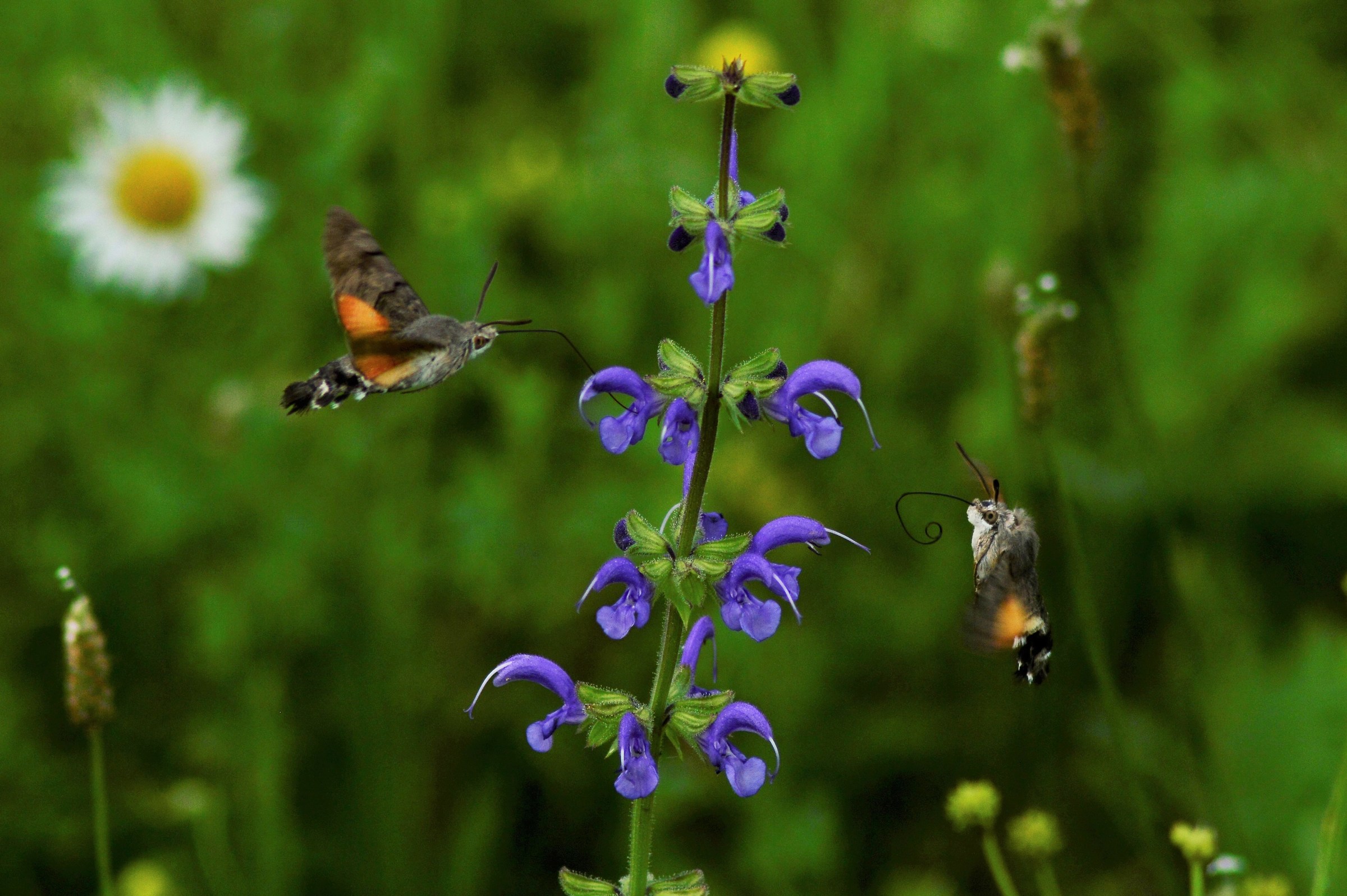 Macroglossum stellatarum