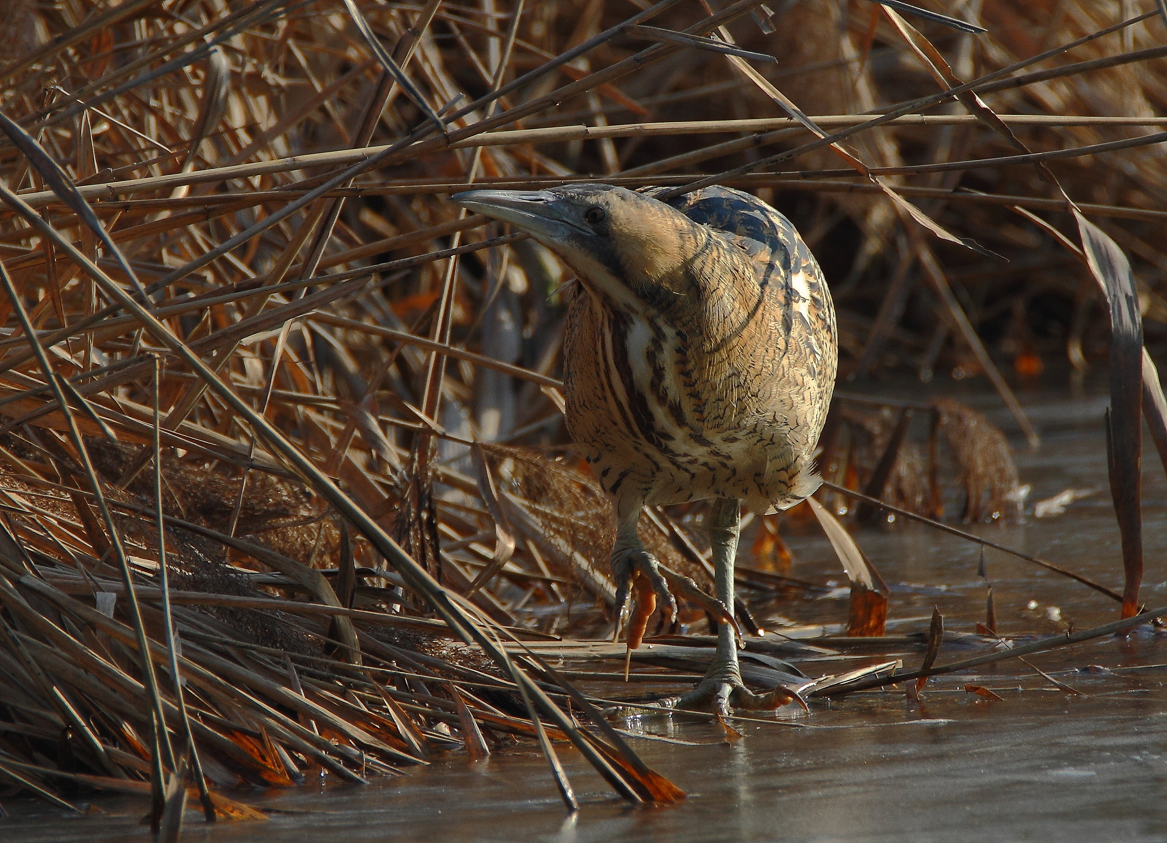 Passeggiando sul ghiaccio
