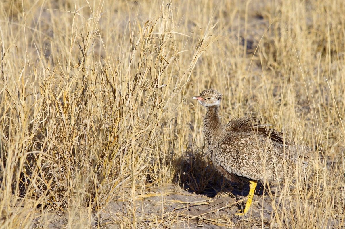 Black Korhaan (Eupodoites afraoides)