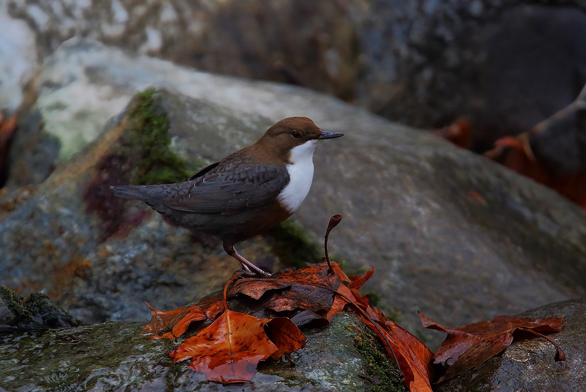 dipper