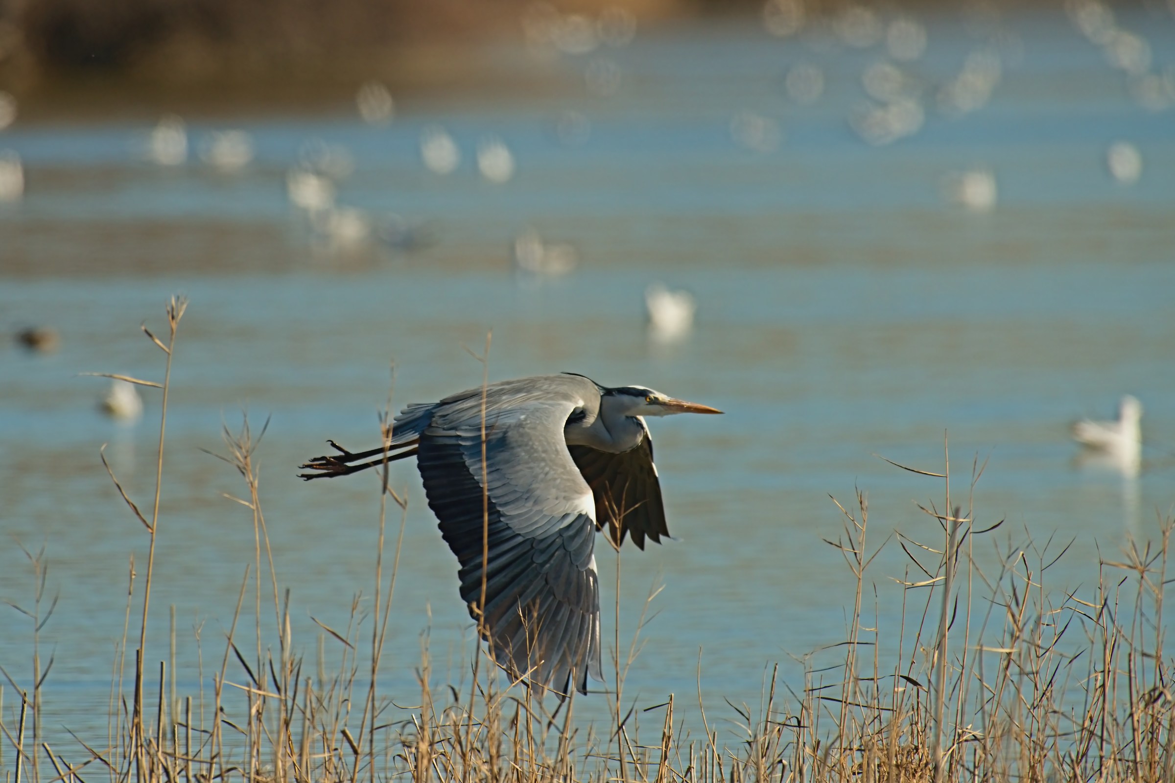 The Flight of the Heron 1