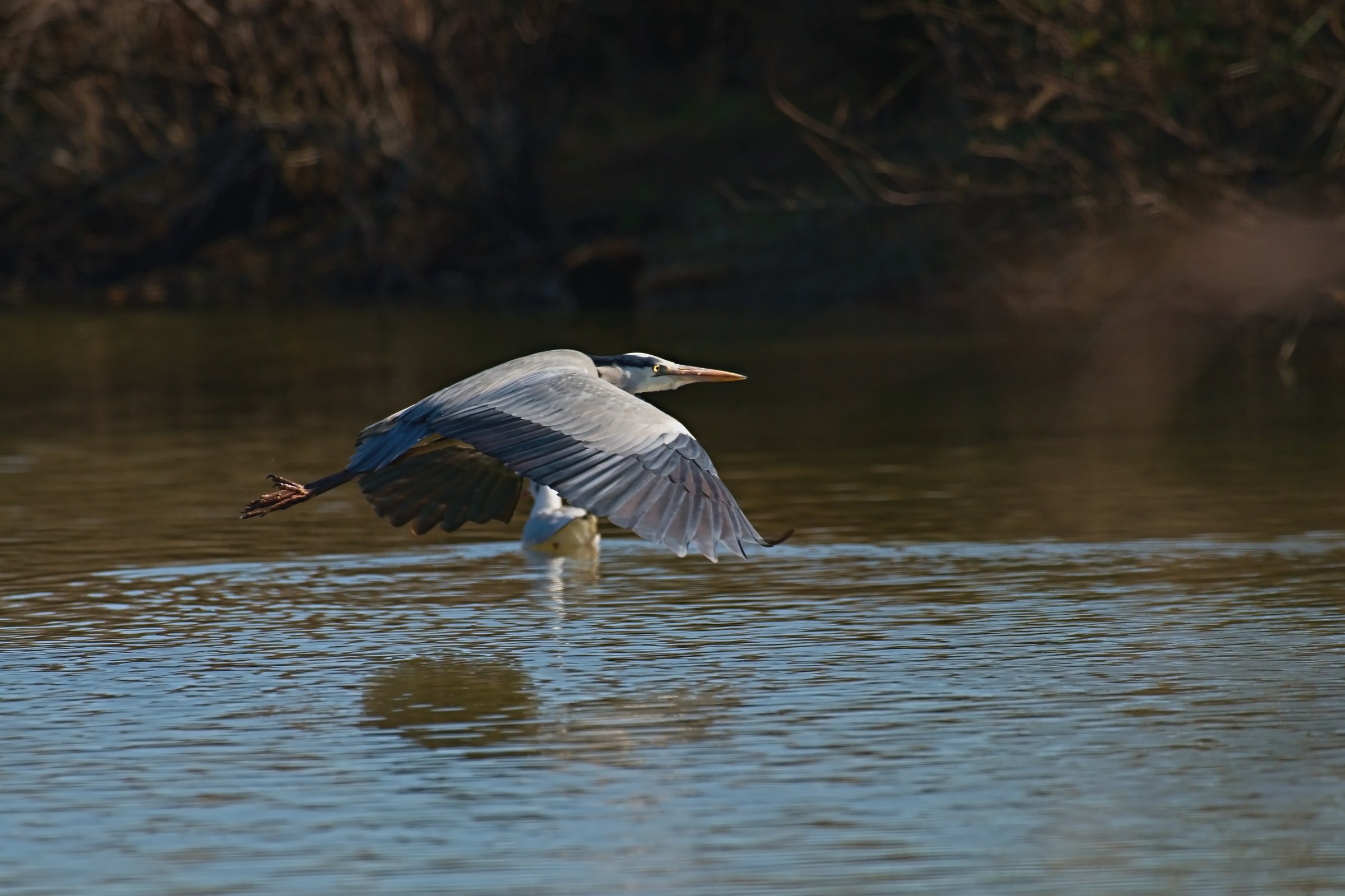 The Flight of the Heron 2