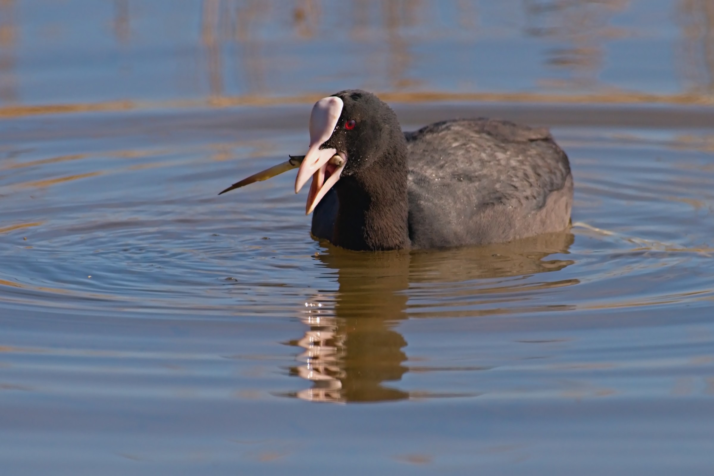 Snack of Coot