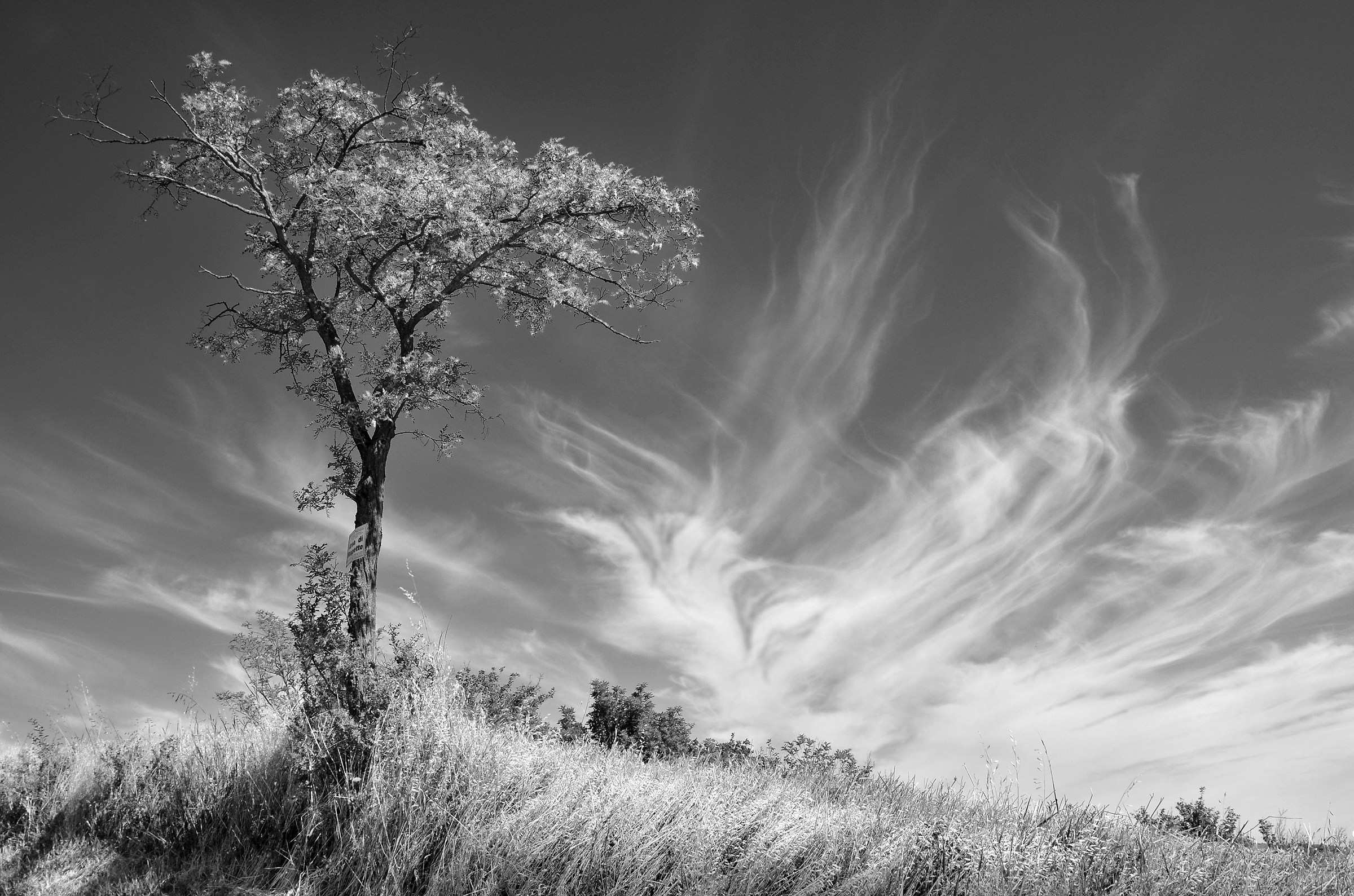 Tree and clouds