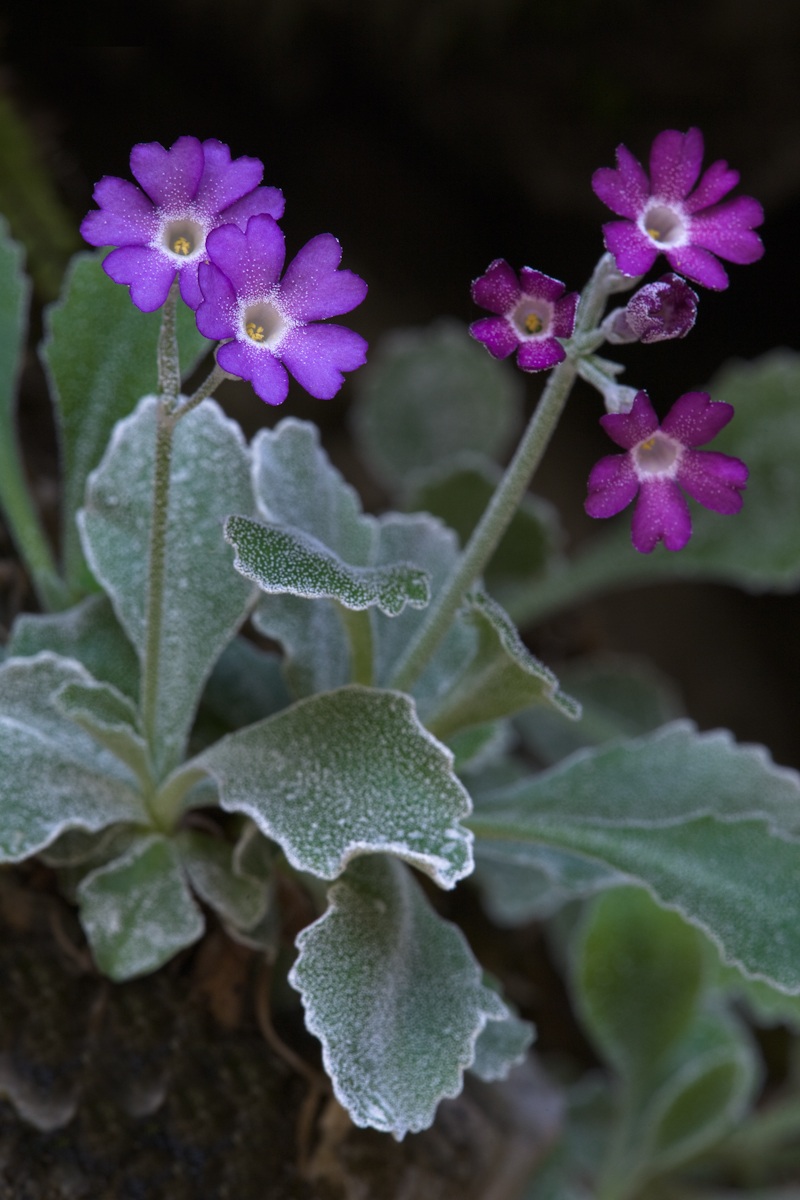 Primula albenensis