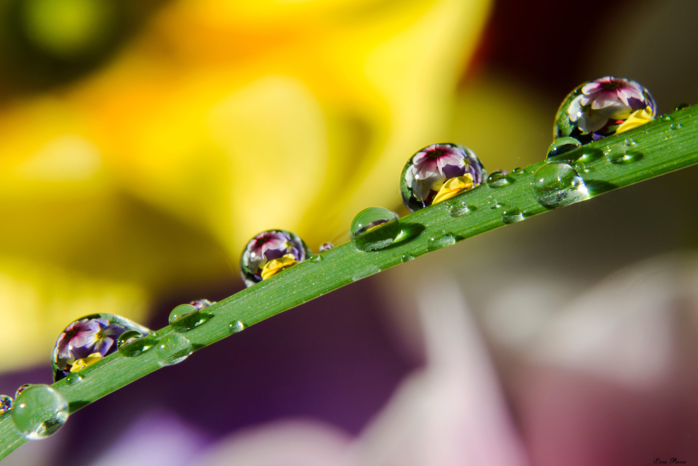 Drops and flowers
