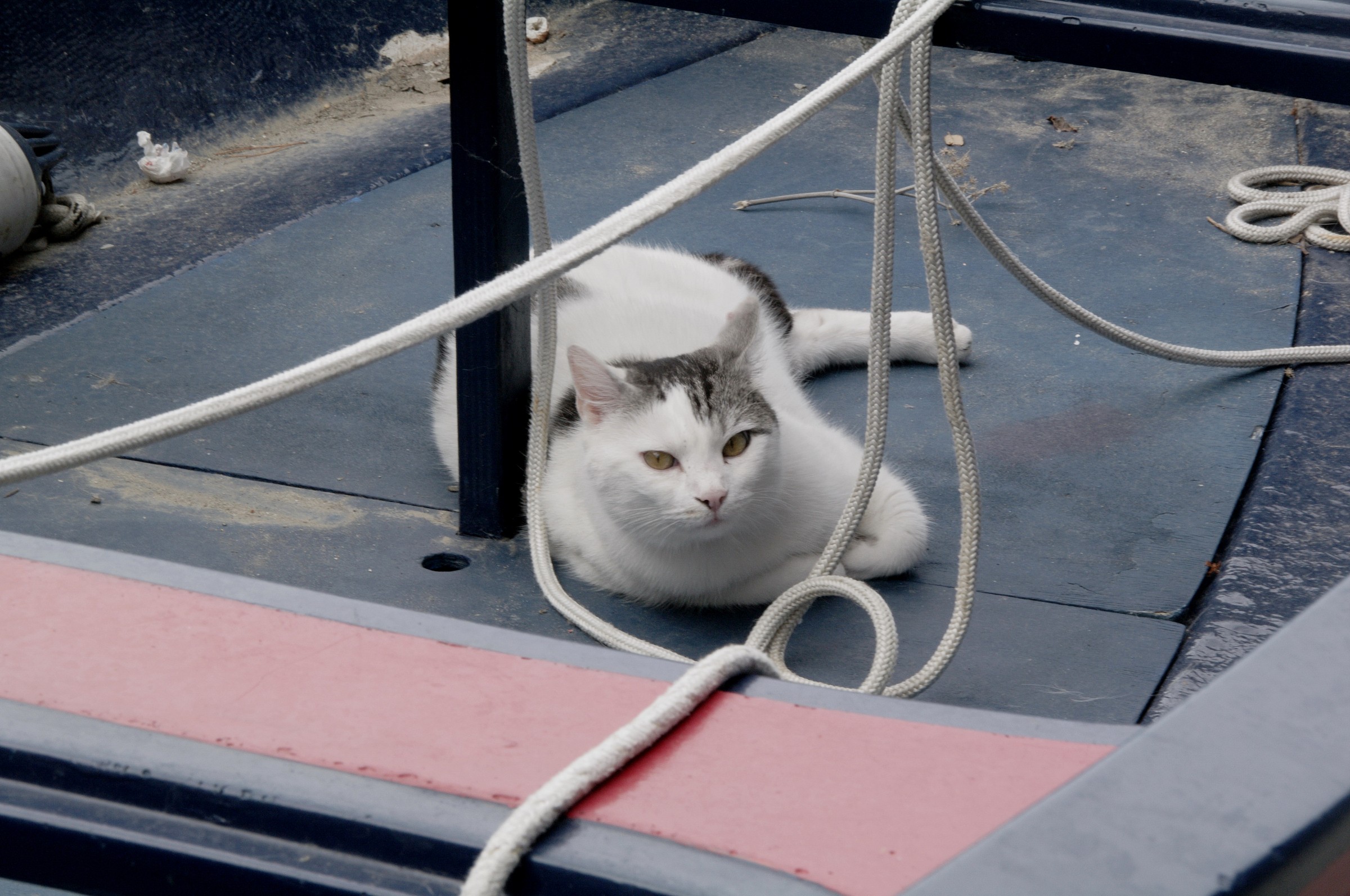 Cat sailor (2)
