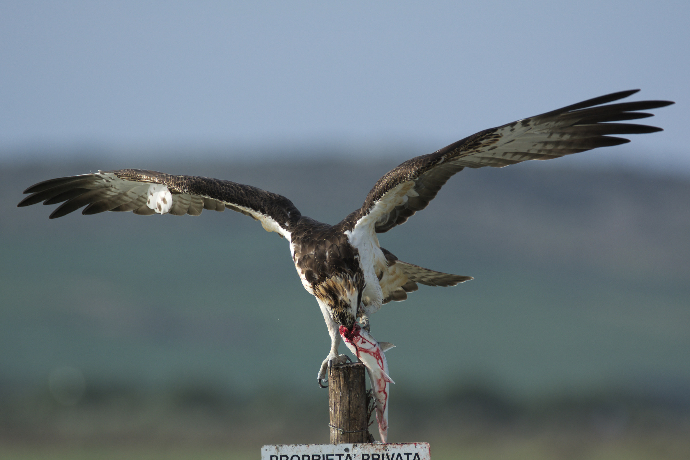 At last I can eat in peace