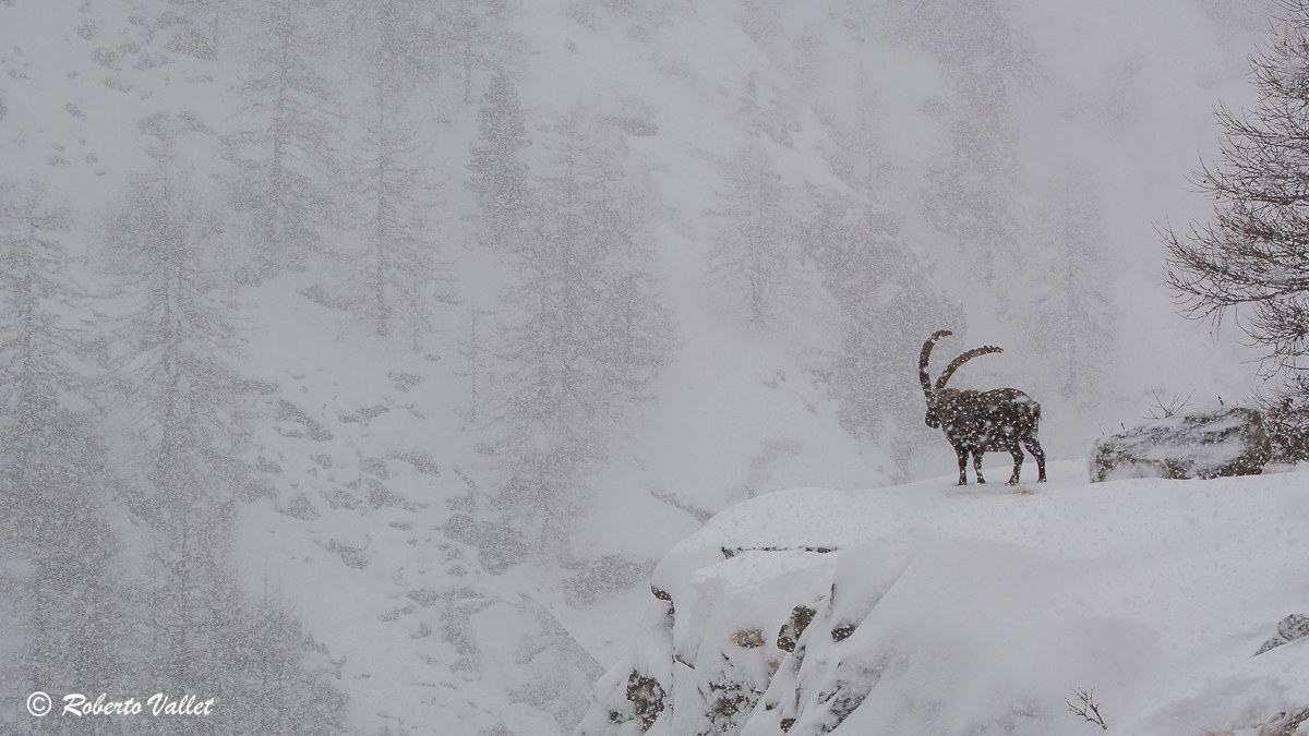 snowing, but the king does not hide ...