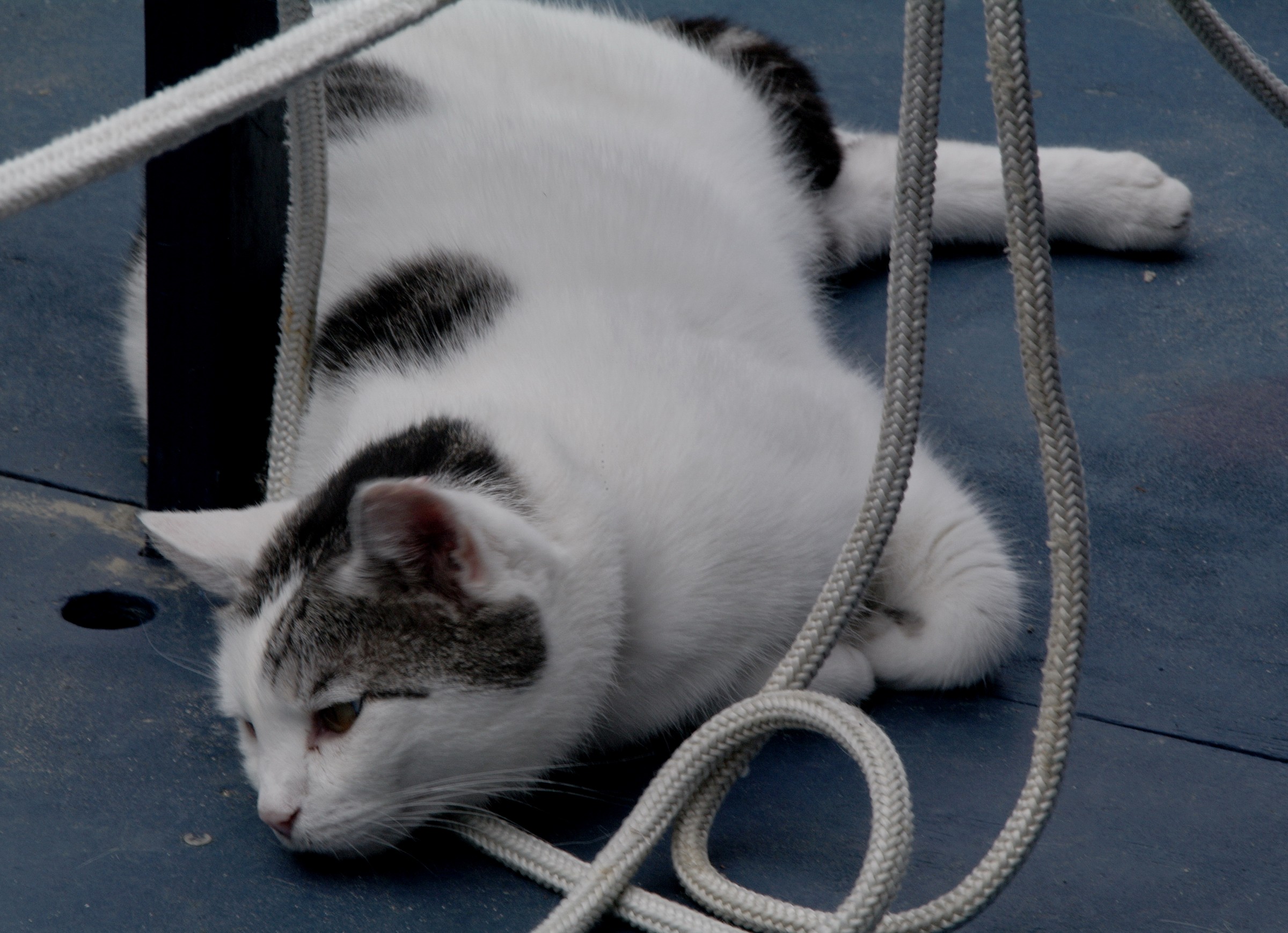 Sailor cat (1)