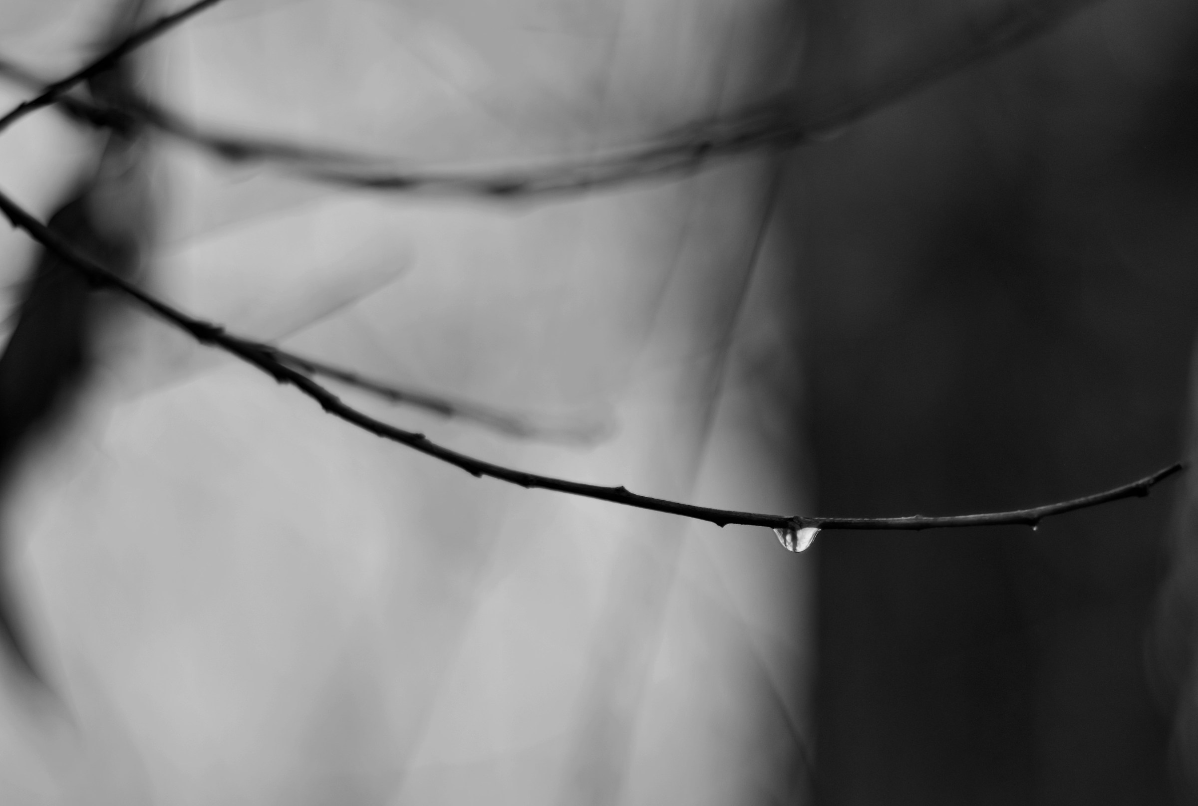 Tear of branch