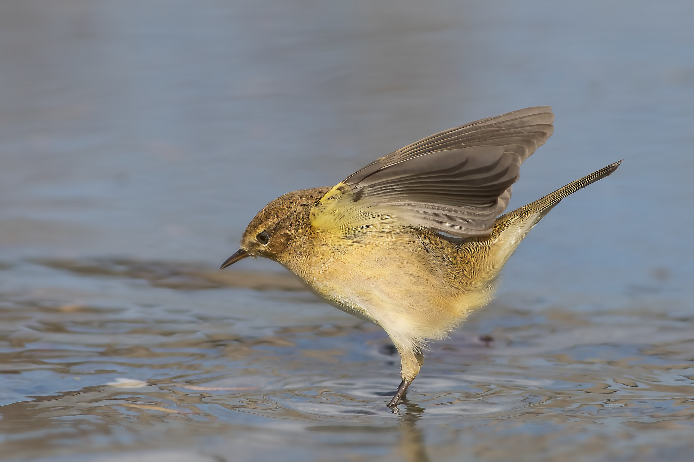 Luì piccolo (Phylloscopus collybita)