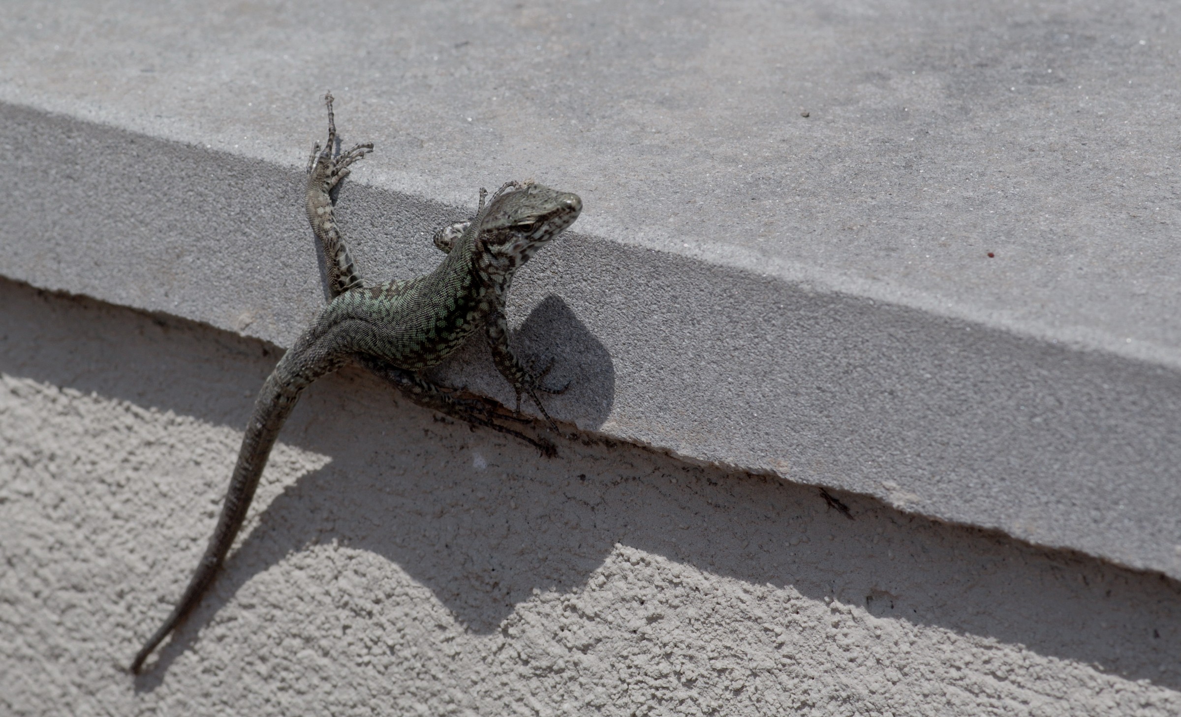 Lucertola equilibrista