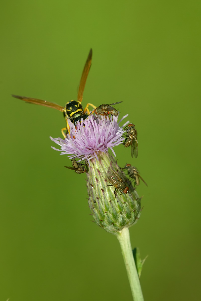 Giocando a nascondino