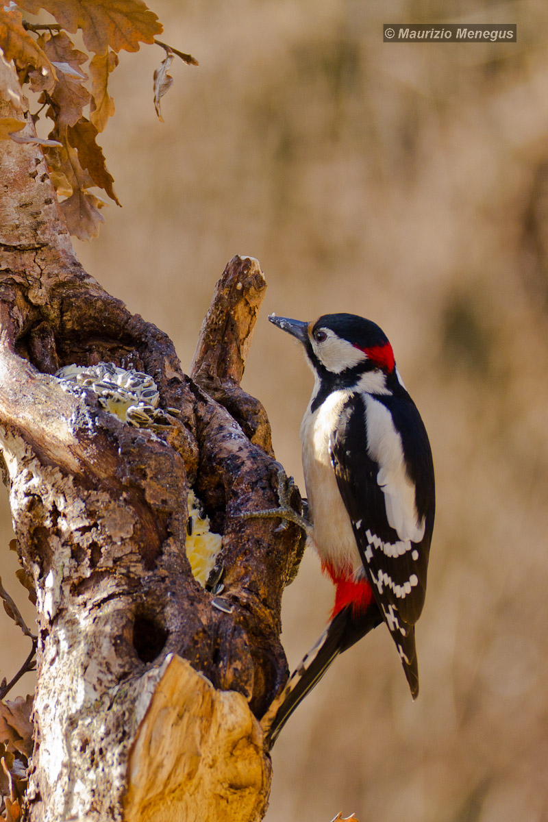 Picchio rosso maggiore maschio