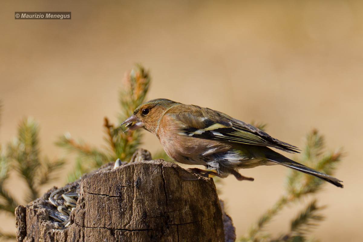 Fringuello con zampetta monca