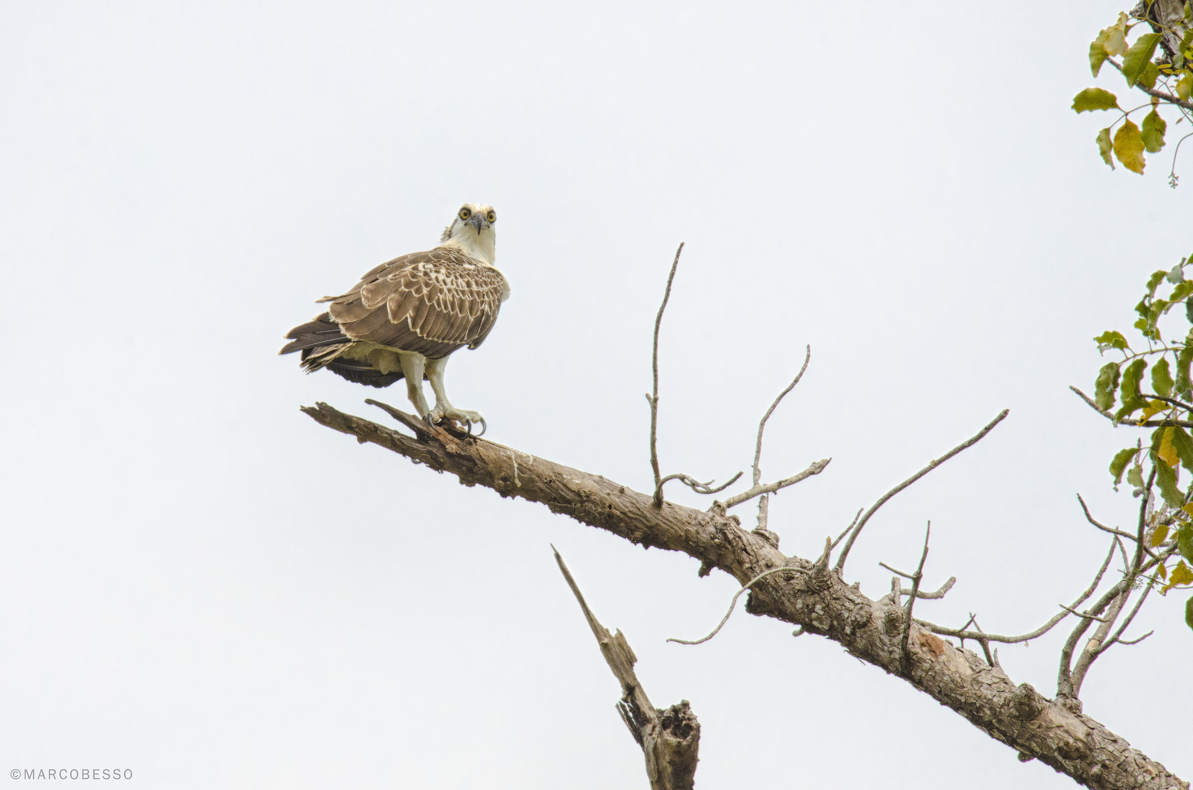 Osprey, Belize