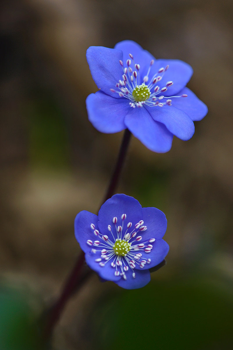 Hepatica Nobilis.