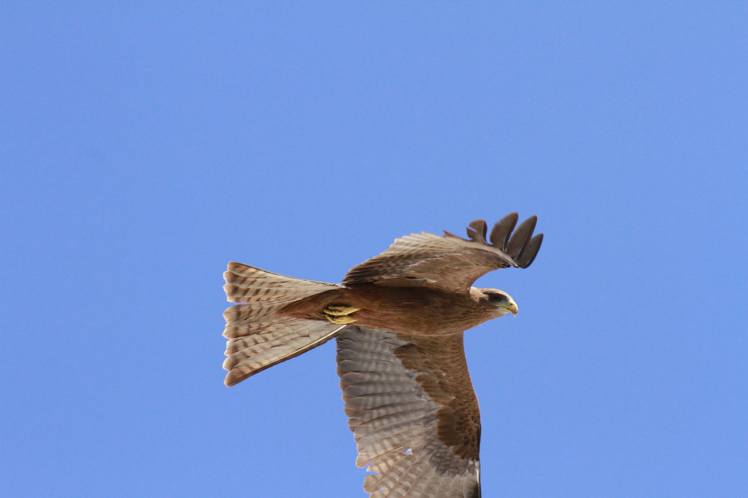 predatore(milvus migrans)