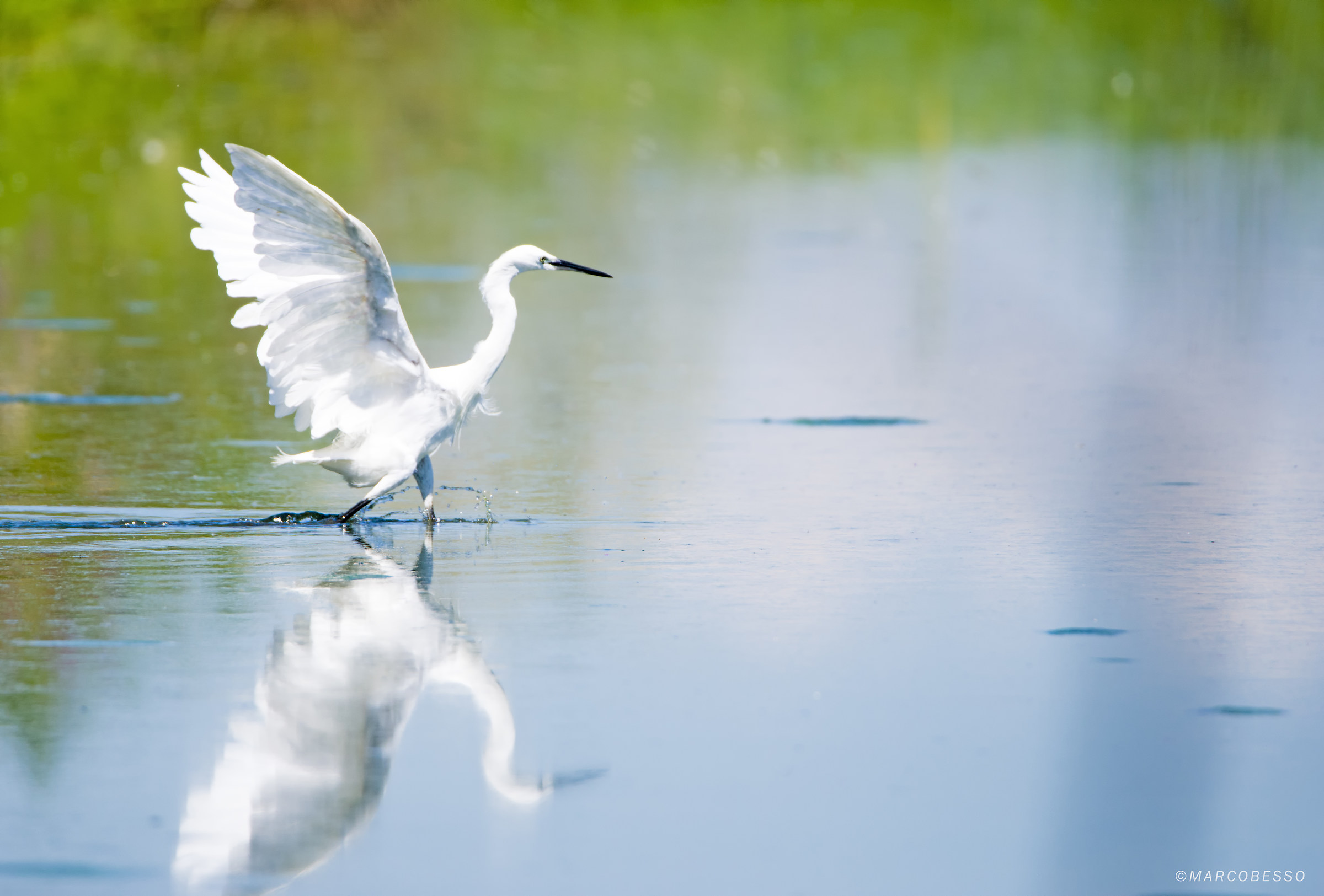 egret