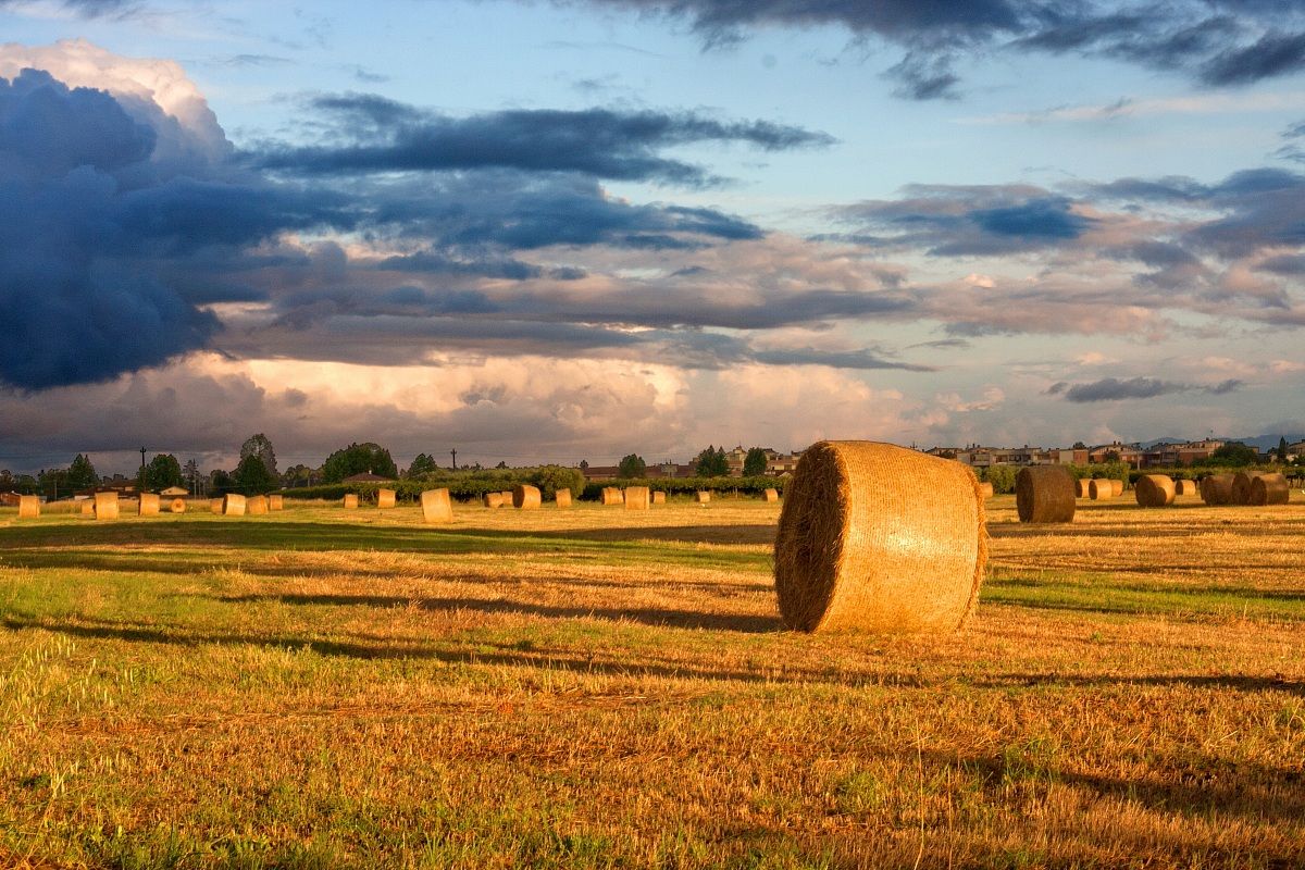 Alimento per Bovini Rotolabile