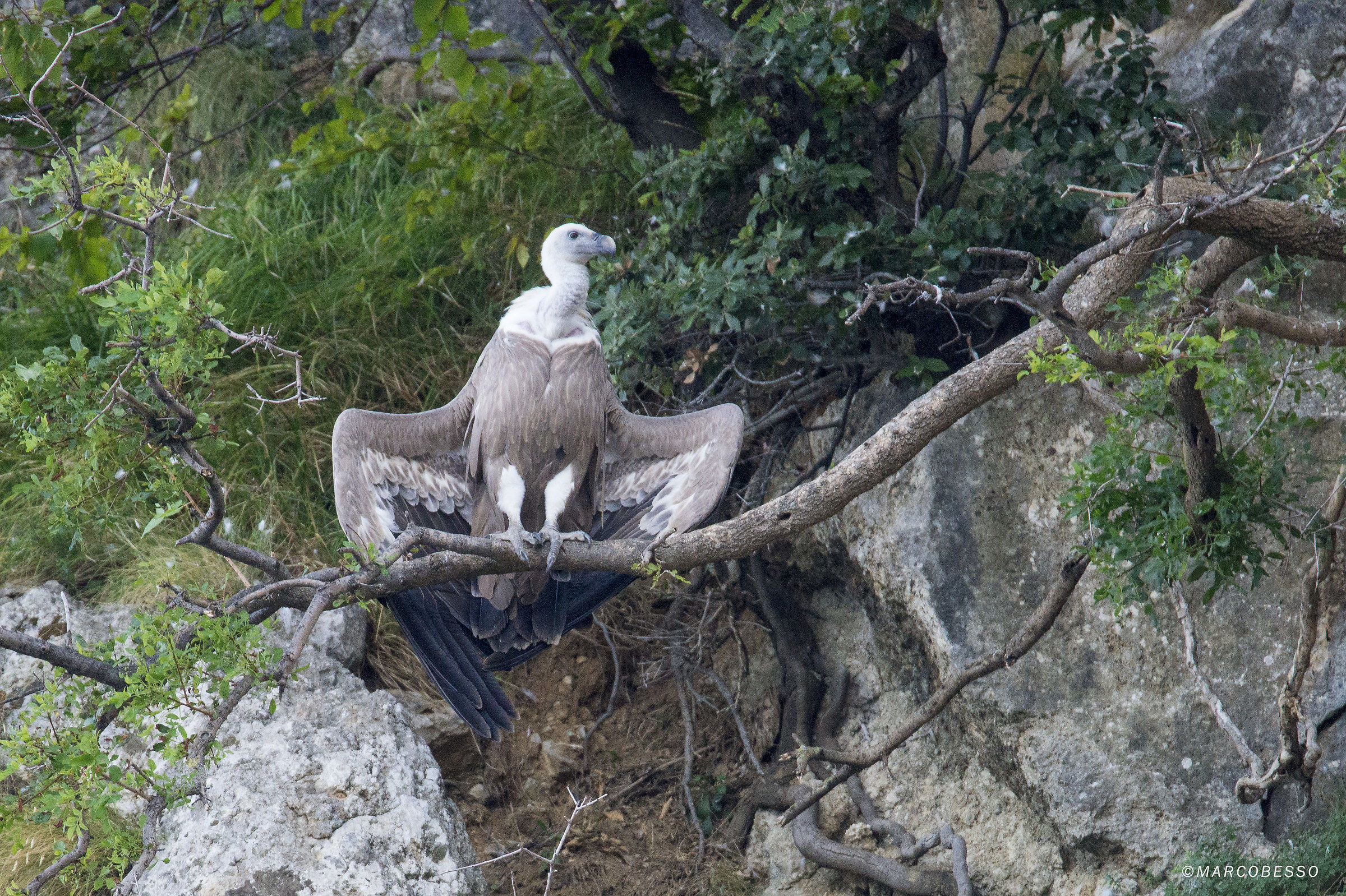 Grifone, Cres Island