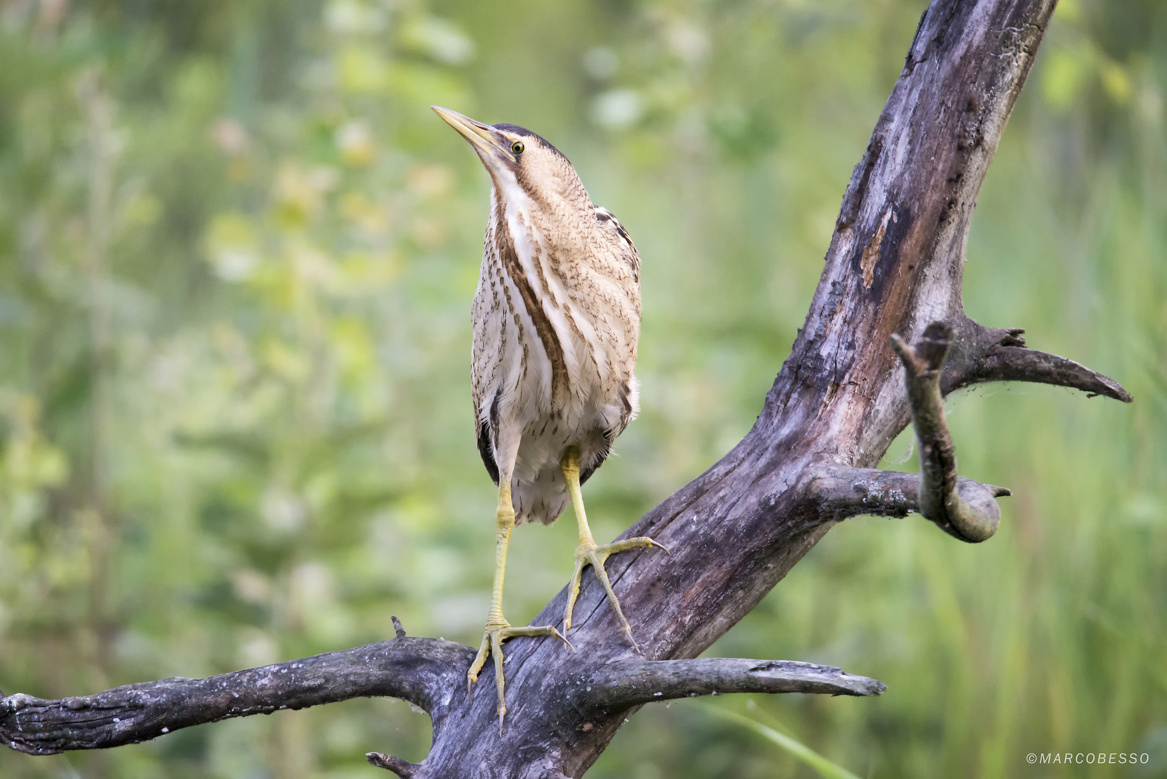 Bittern posing
