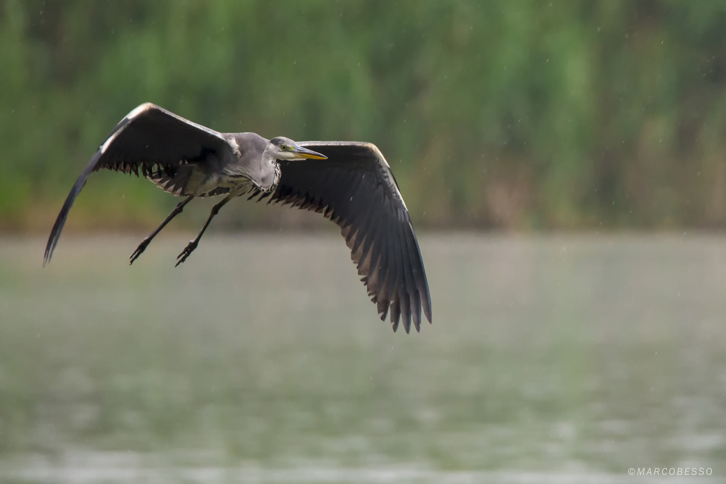 Grey Heron in the rain