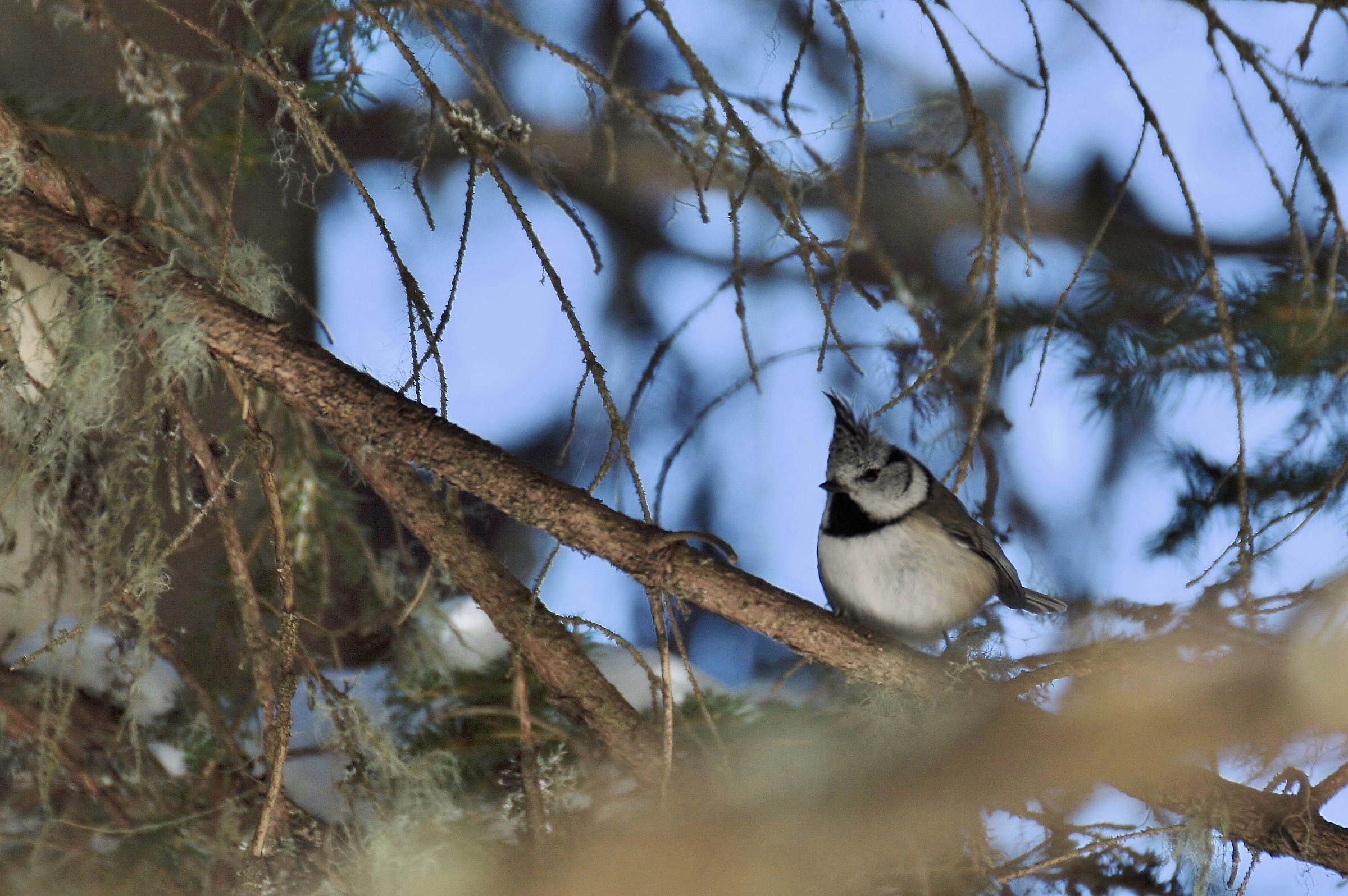 cincia dal ciuffo 2016