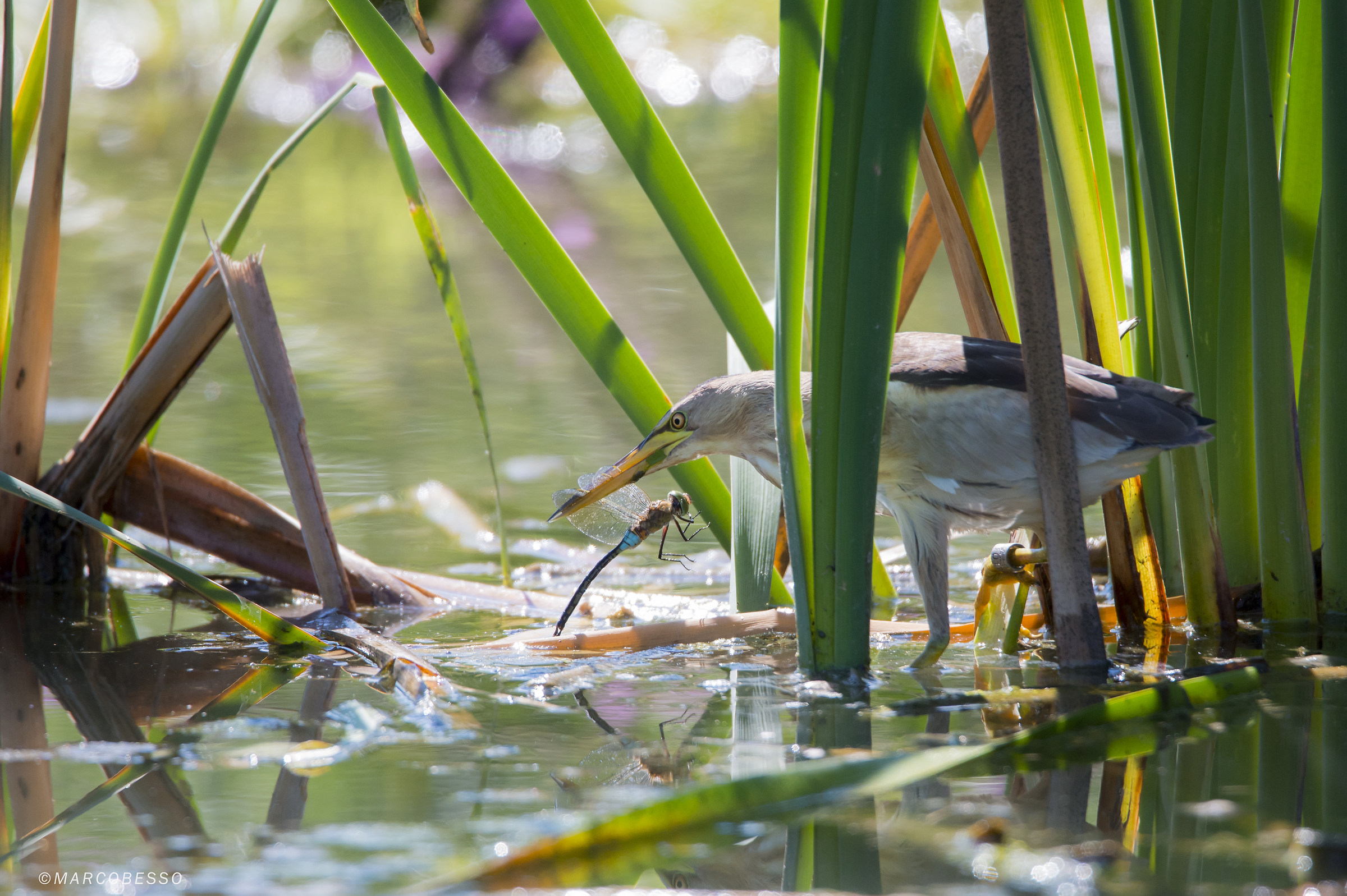 Bittern with prey